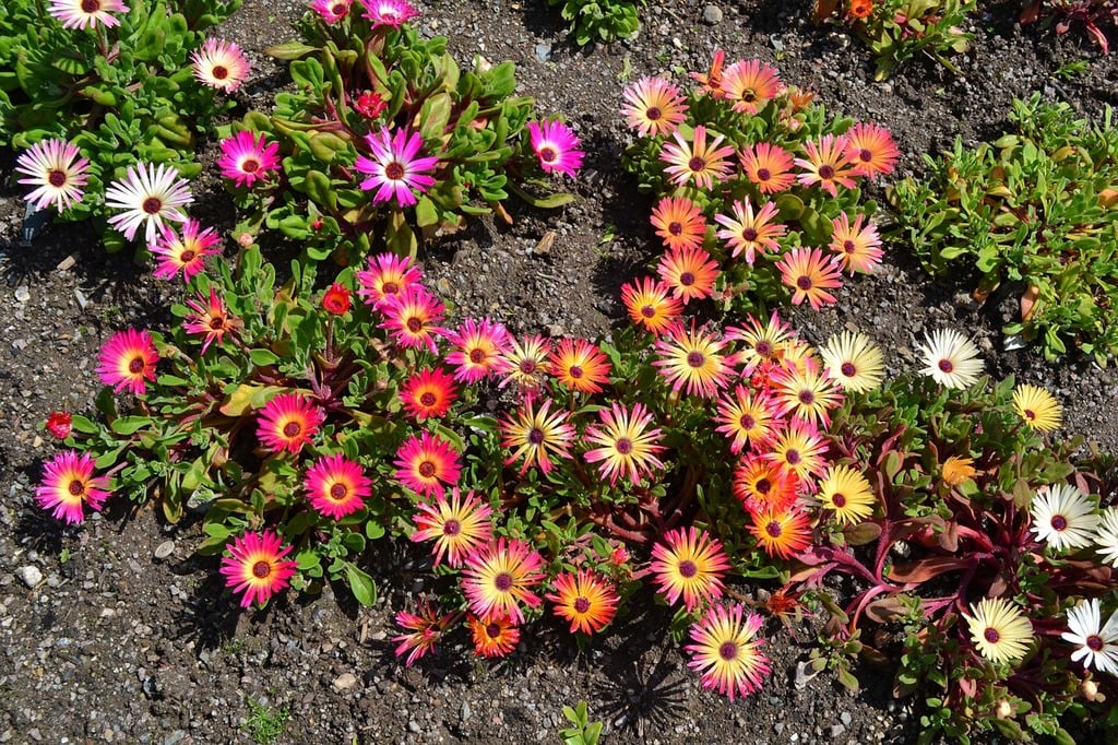 Mesembryanthemum criniflorum <br>ICE PLANT