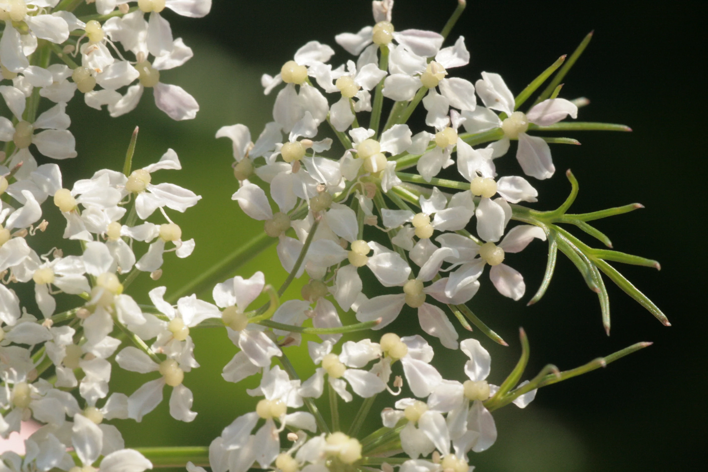 Meum athamanticum <br>SPIGNEL, BEARWORT - Image 2