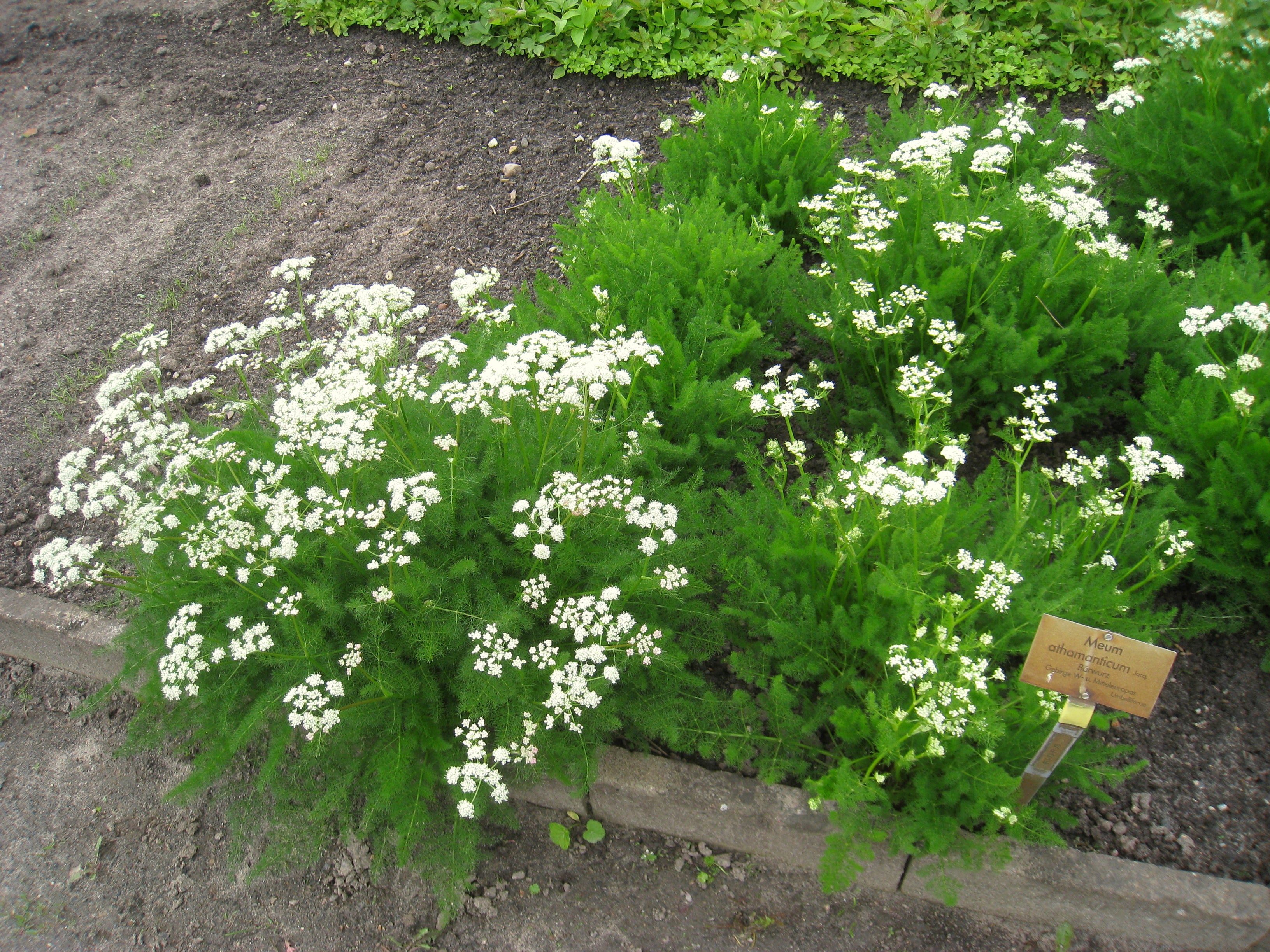 Meum athamanticum <br>SPIGNEL, BEARWORT - Image 3