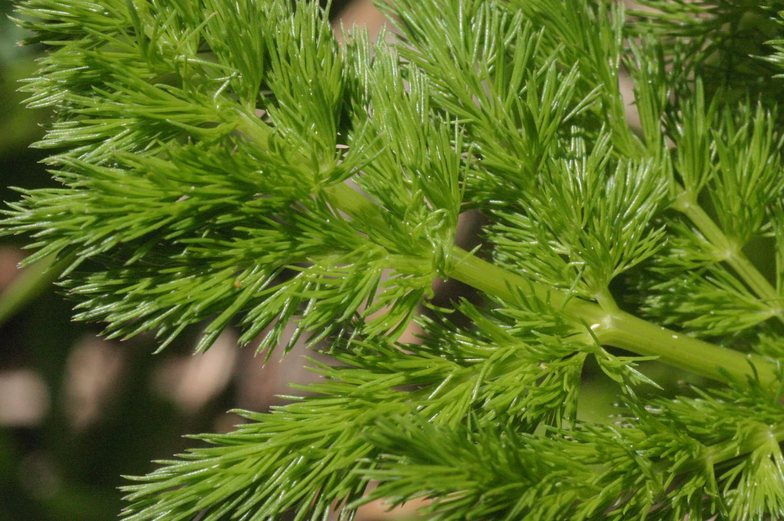 Meum athamanticum <br>SPIGNEL, BEARWORT - Image 4