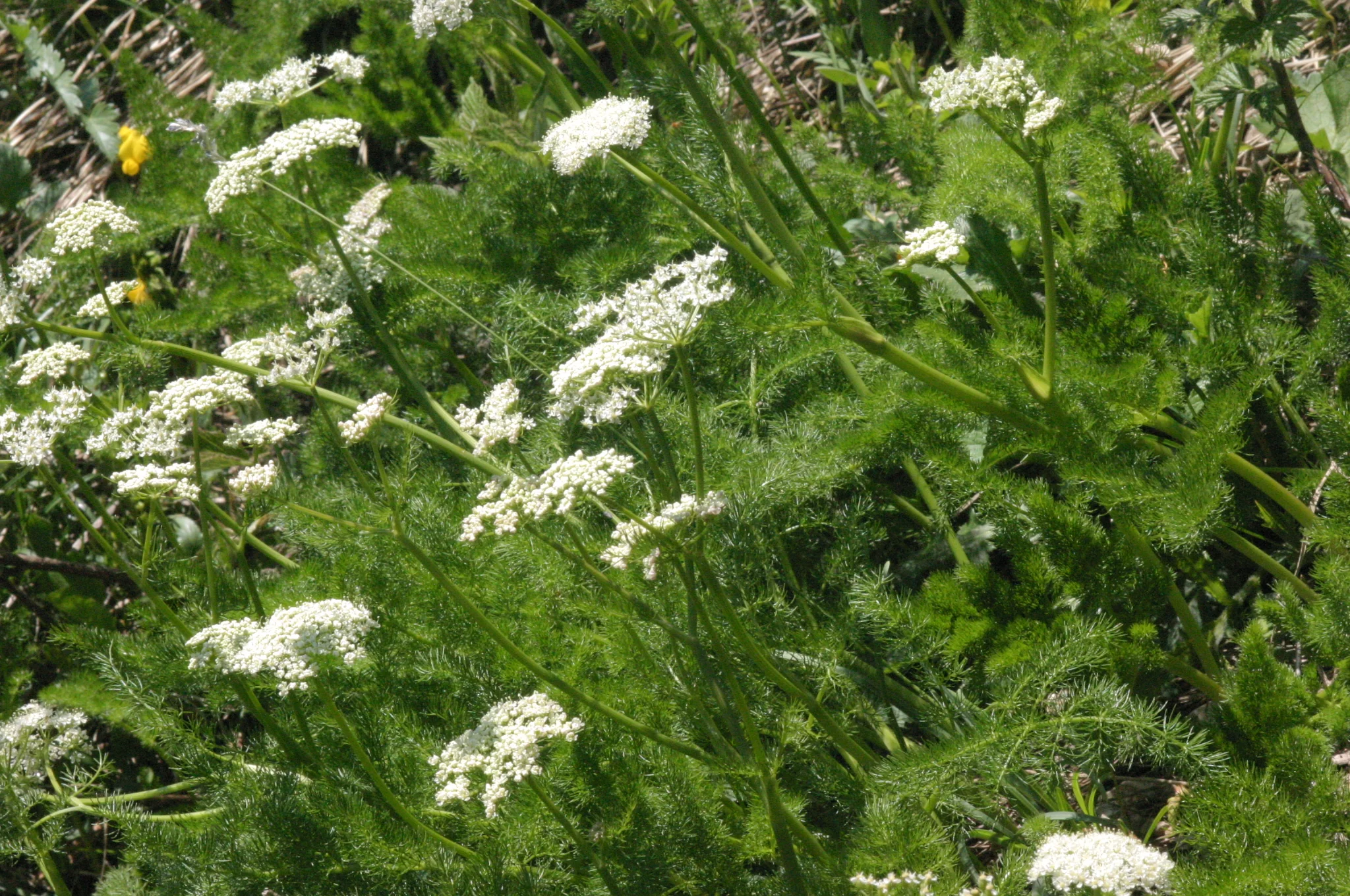 Meum athamanticum <br>SPIGNEL, BEARWORT - Image 5