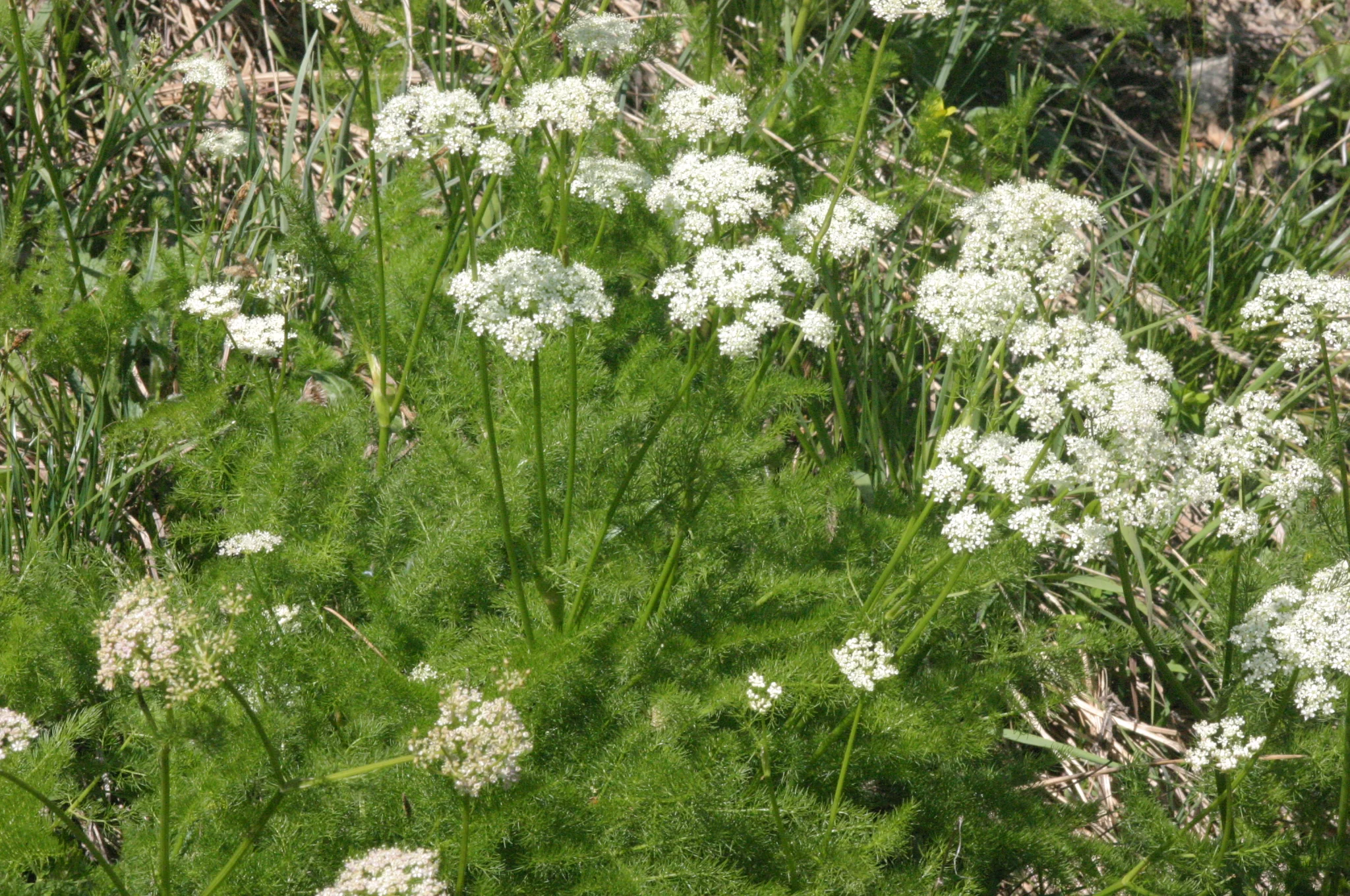 Meum athamanticum <br>SPIGNEL, BEARWORT - Image 6