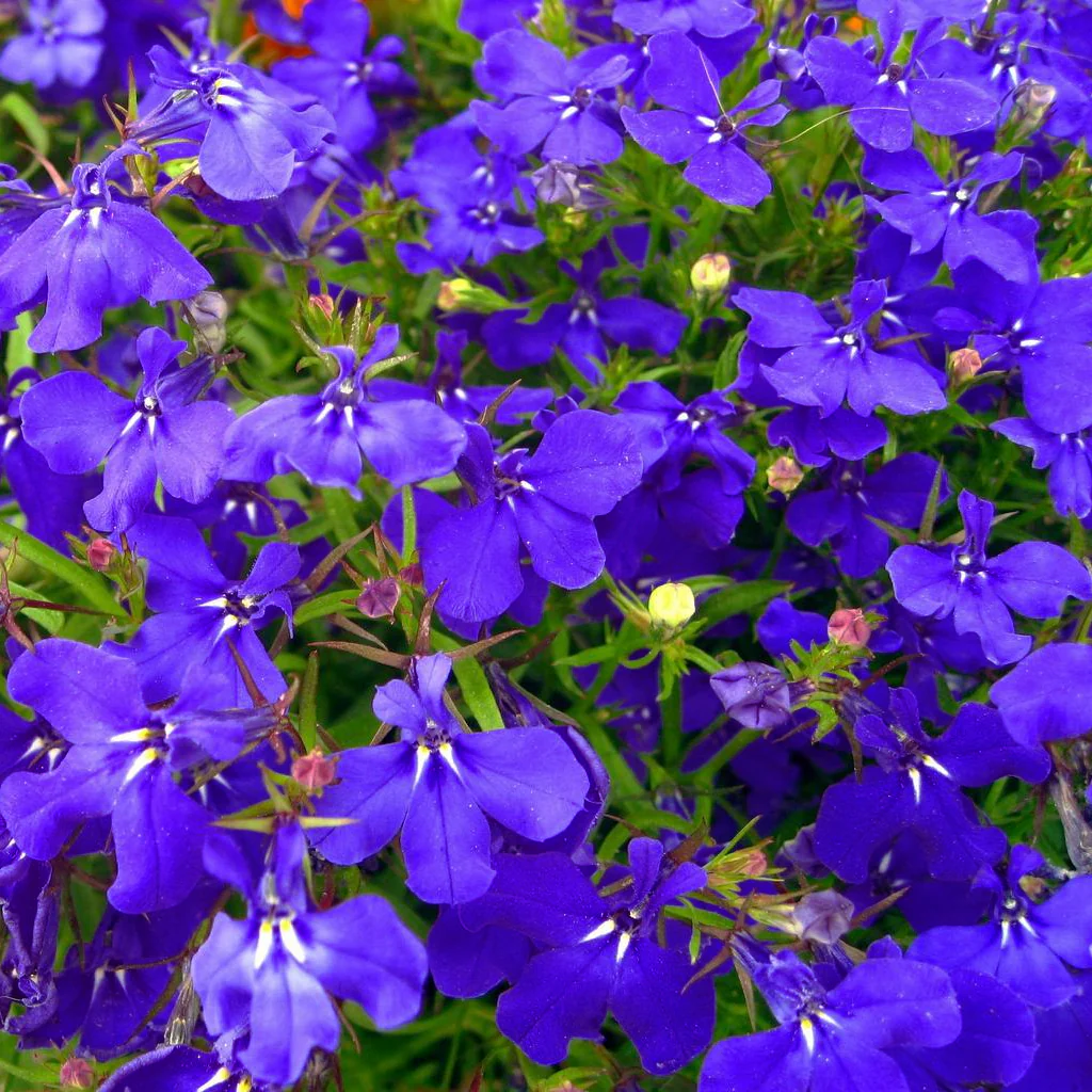 Lobelia erinus pendula <br>TRAILING LOBELIA MIDNIGHT BLUE
