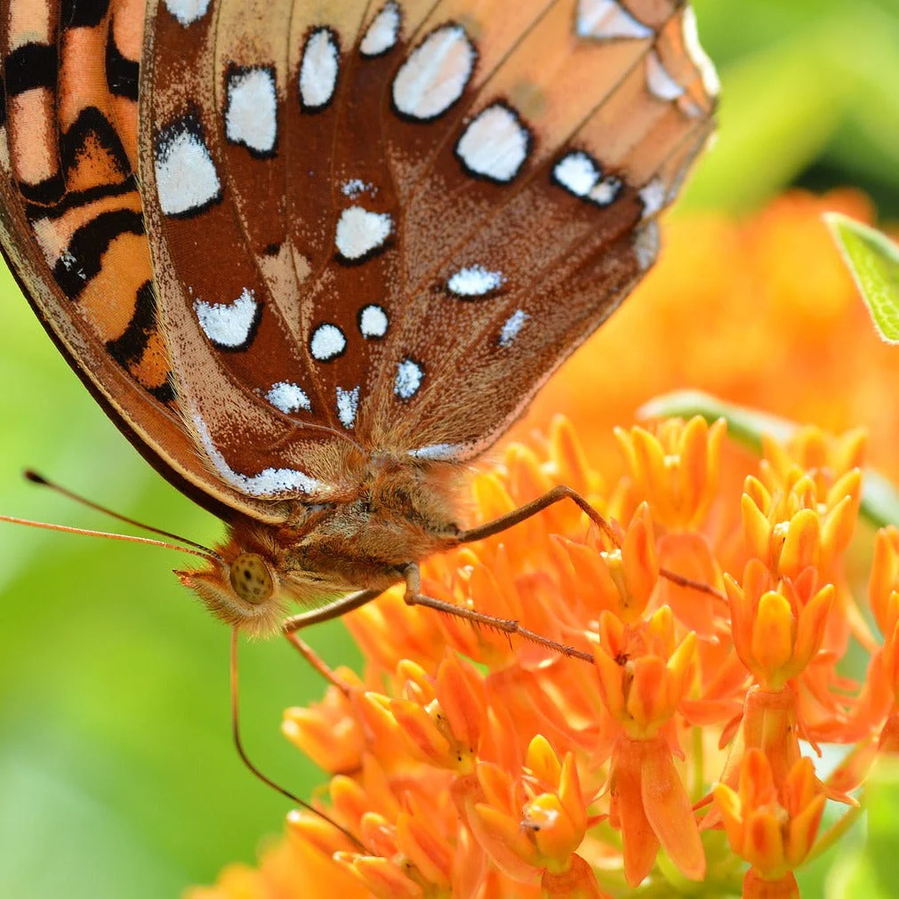 Asclepias tuberosa <br>ORANGE MILKWEED