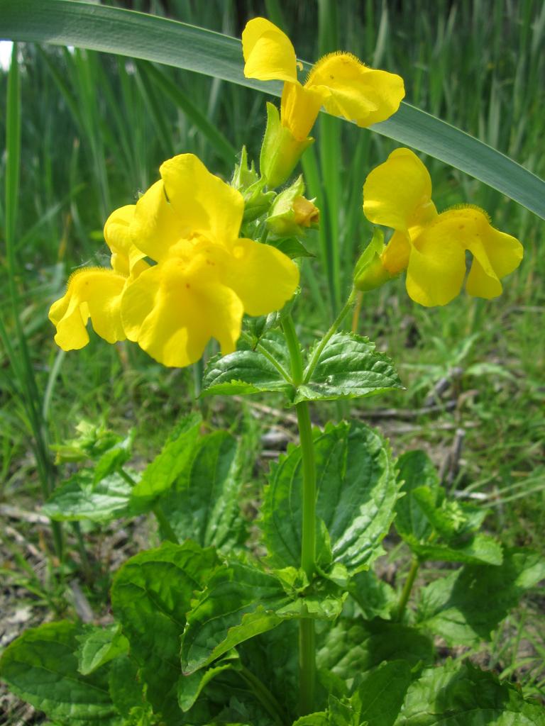 Mimulus guttatus <br>YELLOW SEEP-SPRING MONKEY FLOWER
