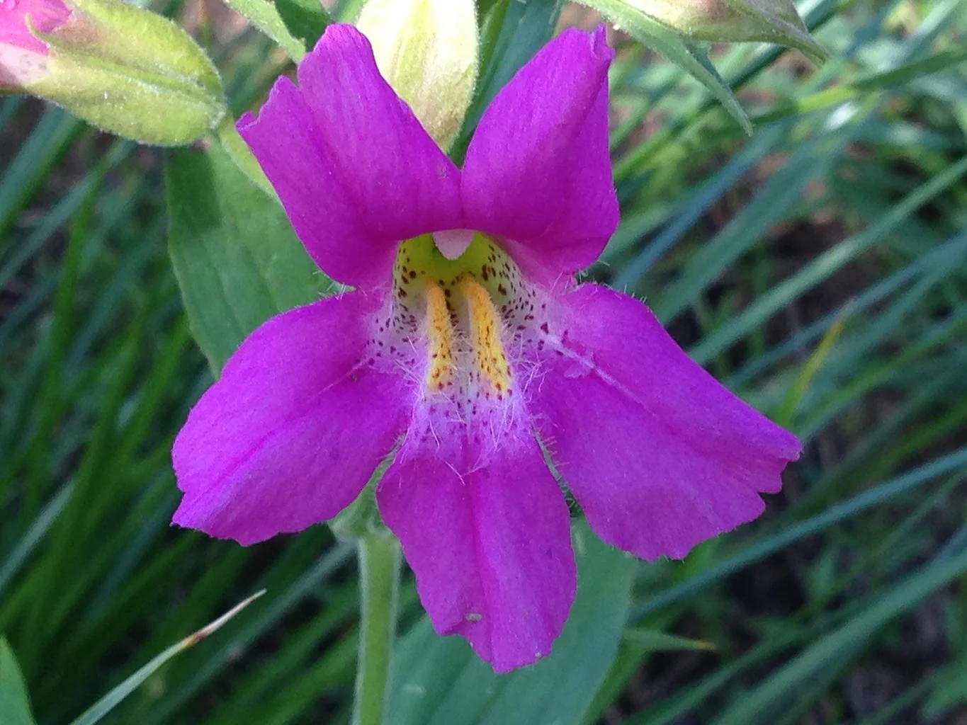 Mimulus lewisii <br>LEWIS'S MONKEY FLOWER