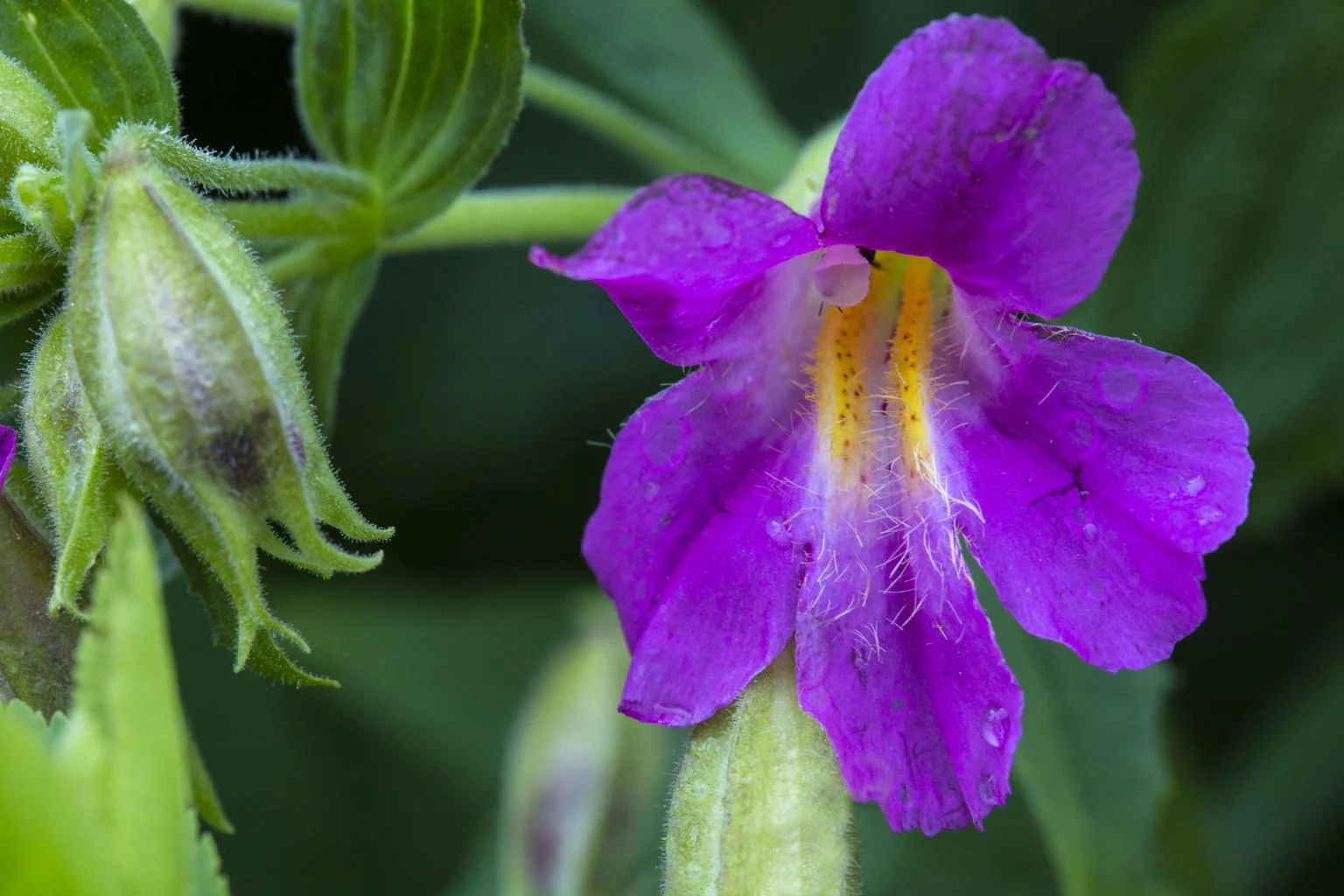 Mimulus lewisii <br>LEWIS'S MONKEY FLOWER - Image 2
