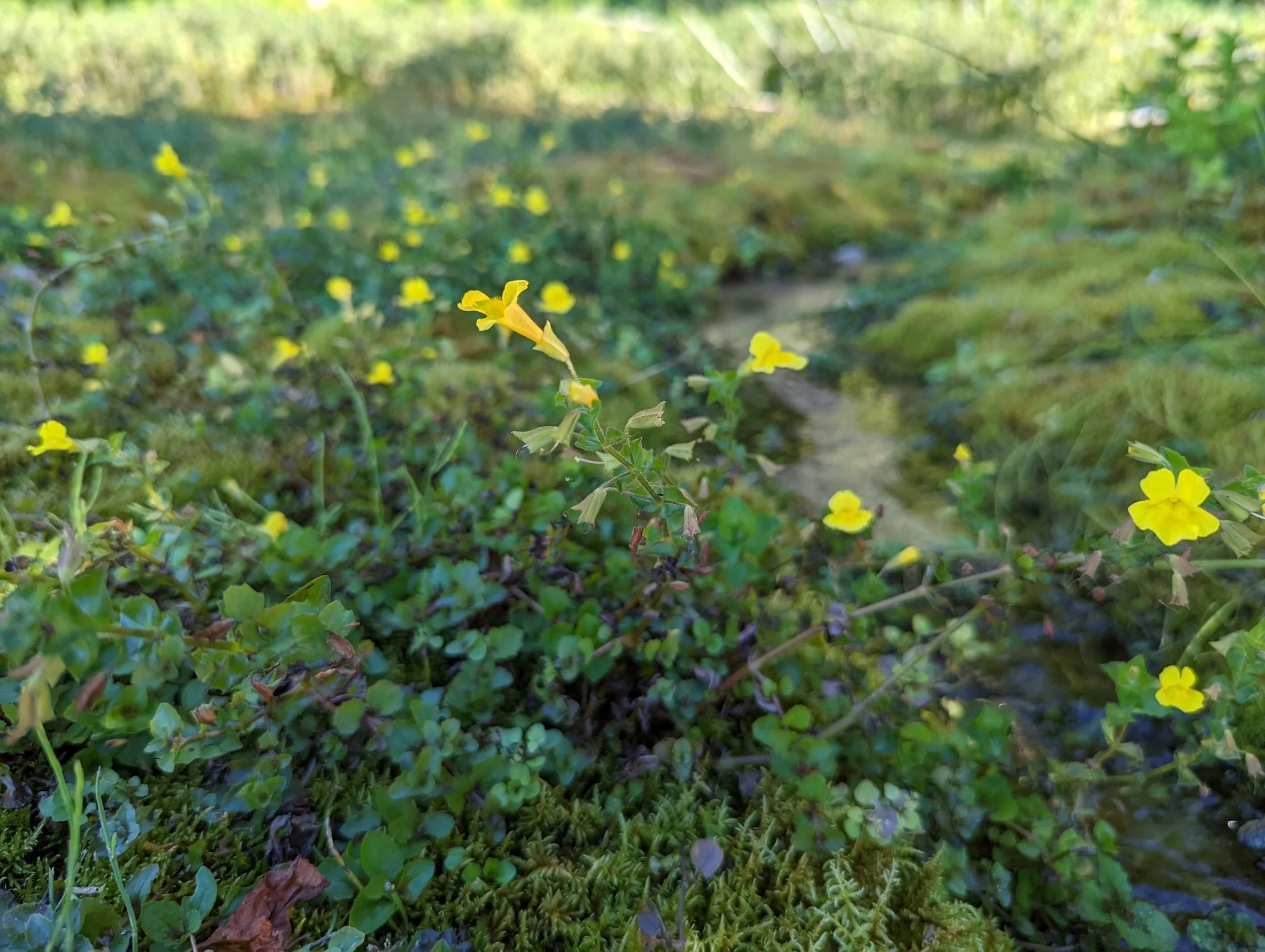 Mimulus minimus, Erythranthe minima <br>MICHIGAN MONKEY FLOWER