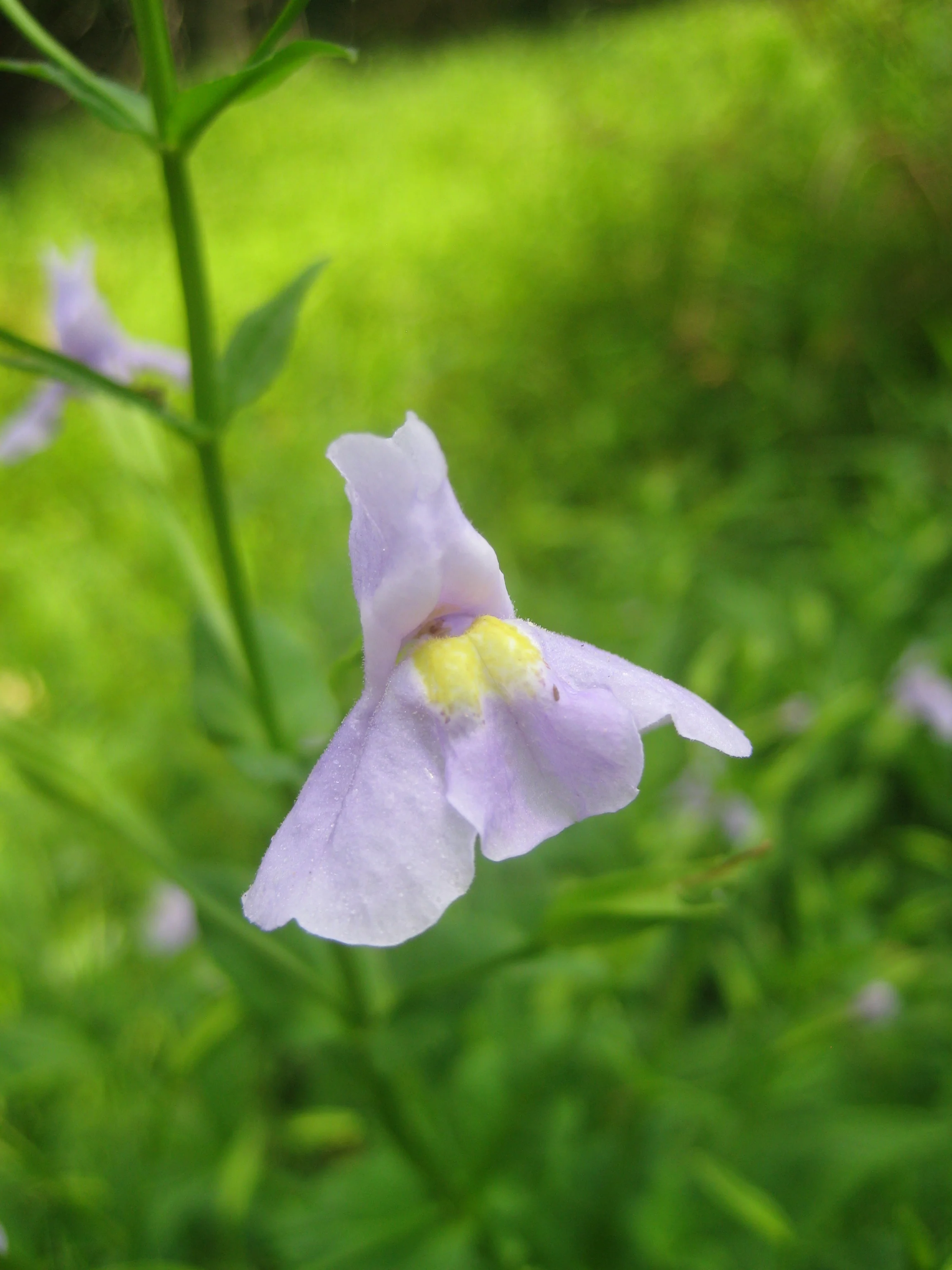 Mimulus ringens <br>ALLEGHENY MONKEY FLOWER