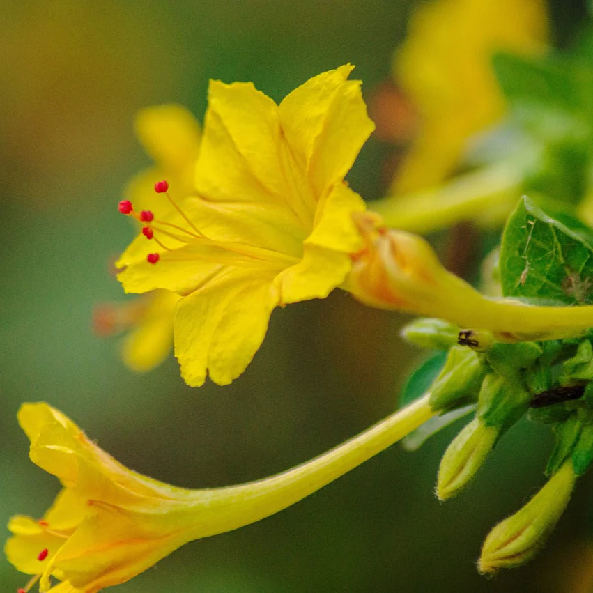 Mirabilis jalapa <br>FOUR O'CLOCK YELLOW