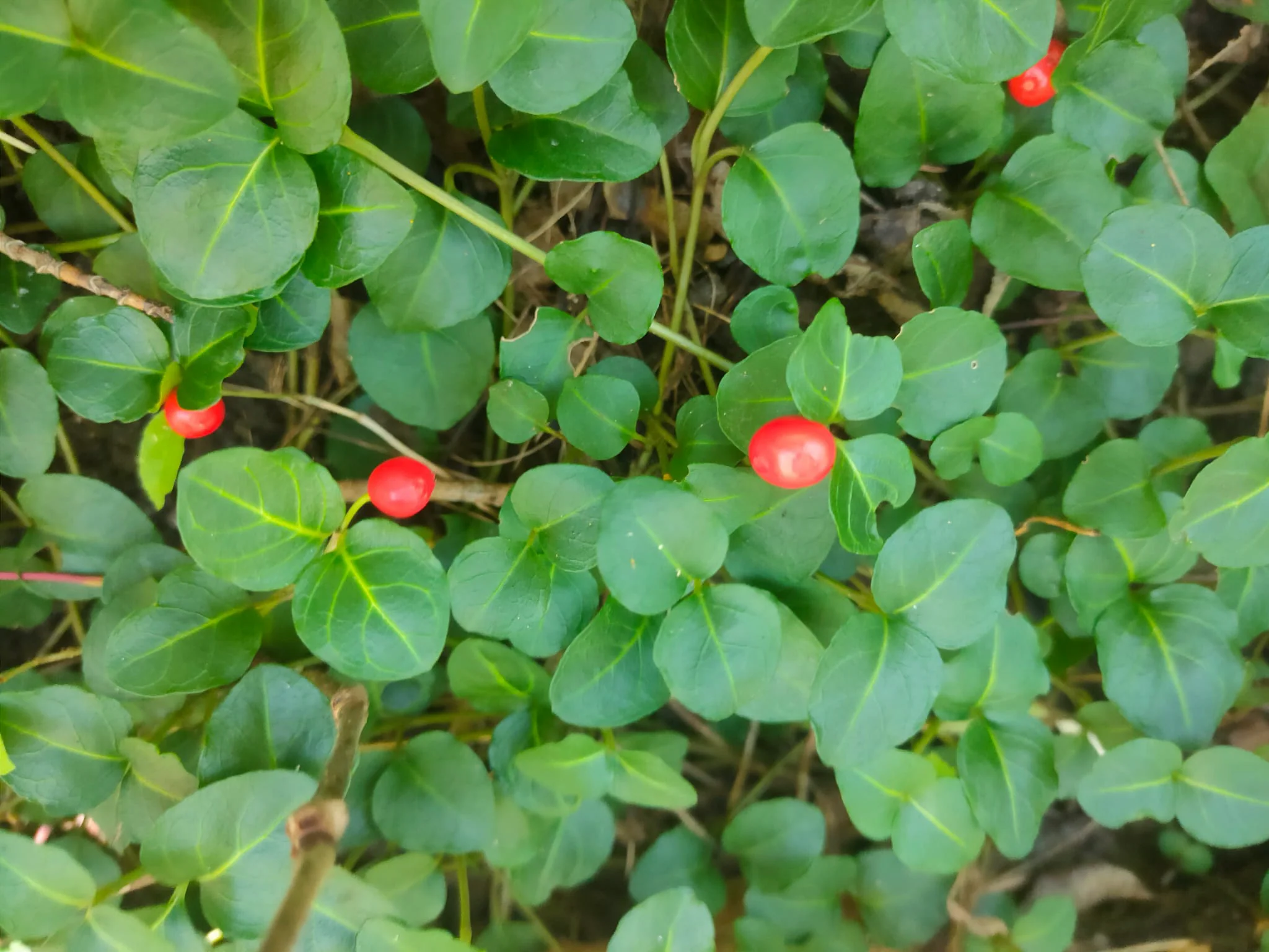 Mitchella repens <br>PARTRIDGE BERRY