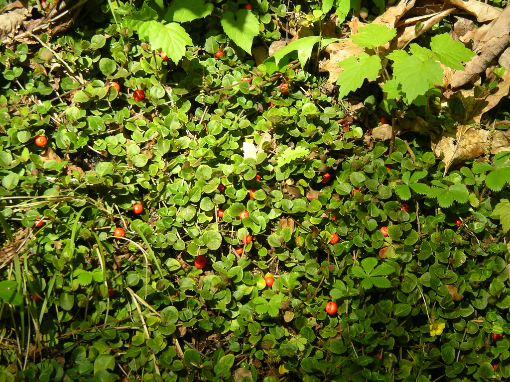 Mitchella repens <br>PARTRIDGE BERRY - Image 2