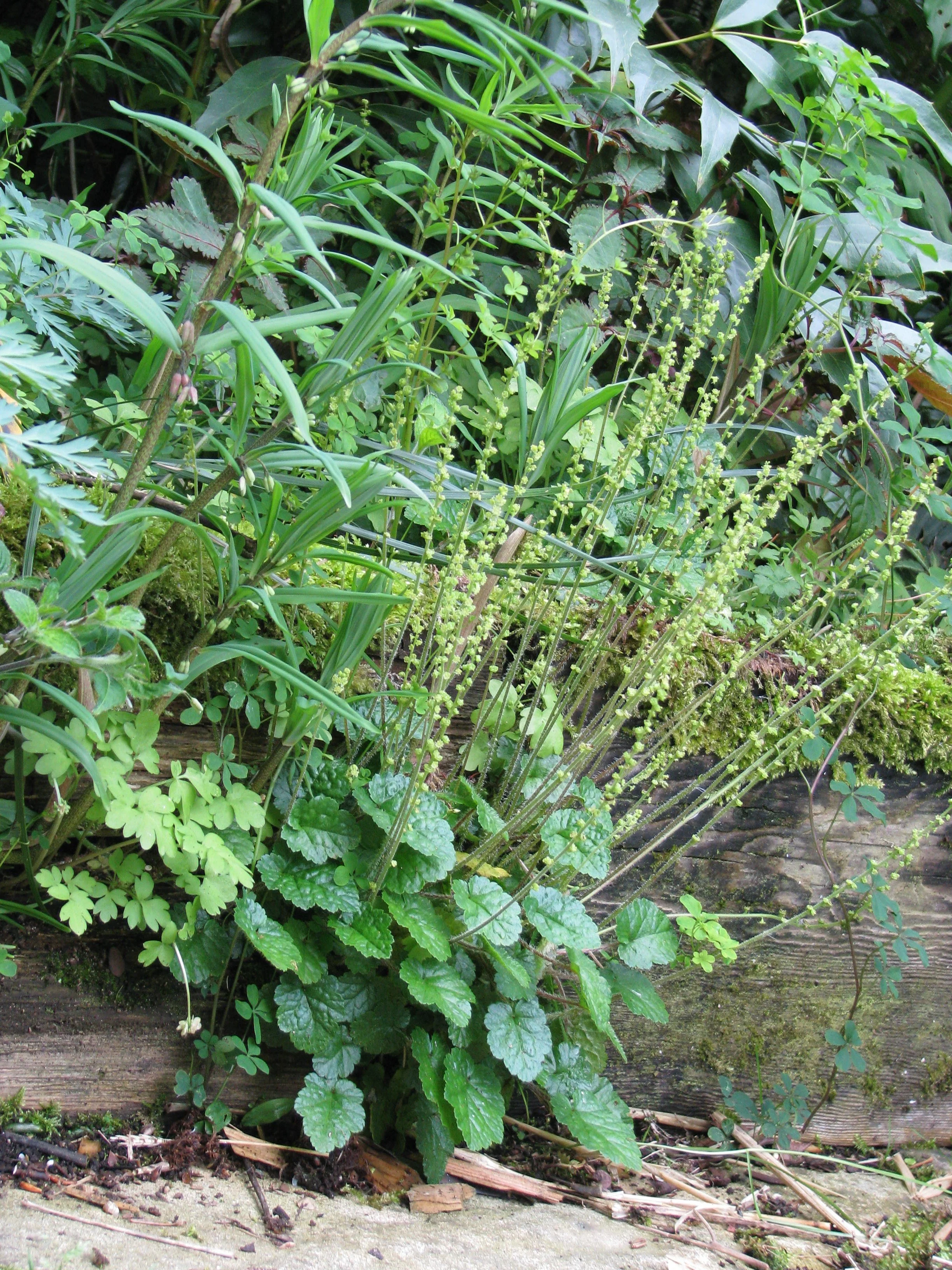 Mitella breweri <br>FEATHERY BISHOP'S CAP
