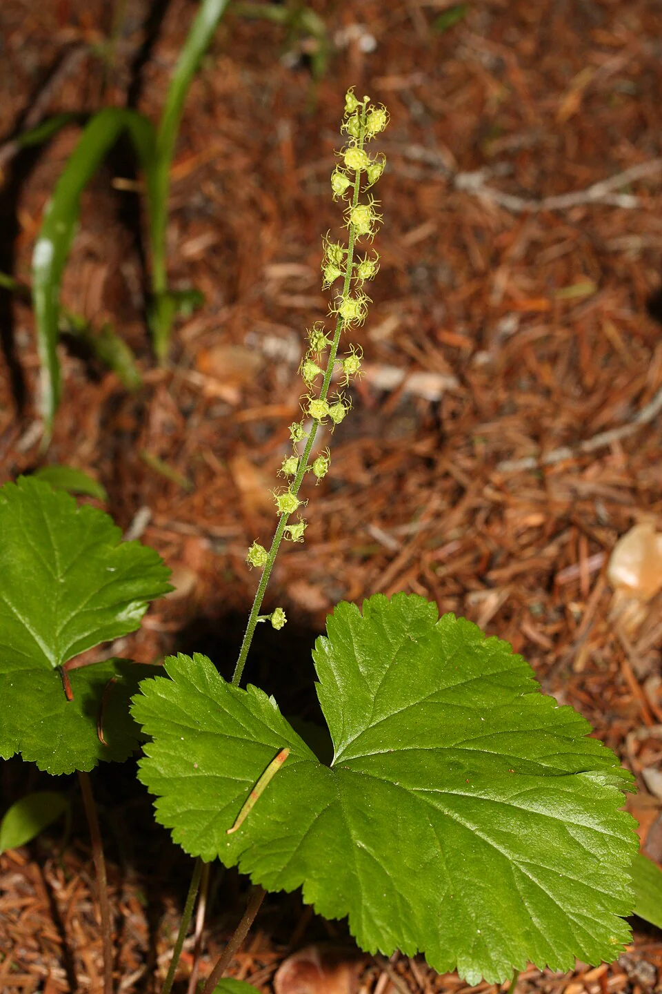 Mitella breweri <br>FEATHERY BISHOP'S CAP - Image 2