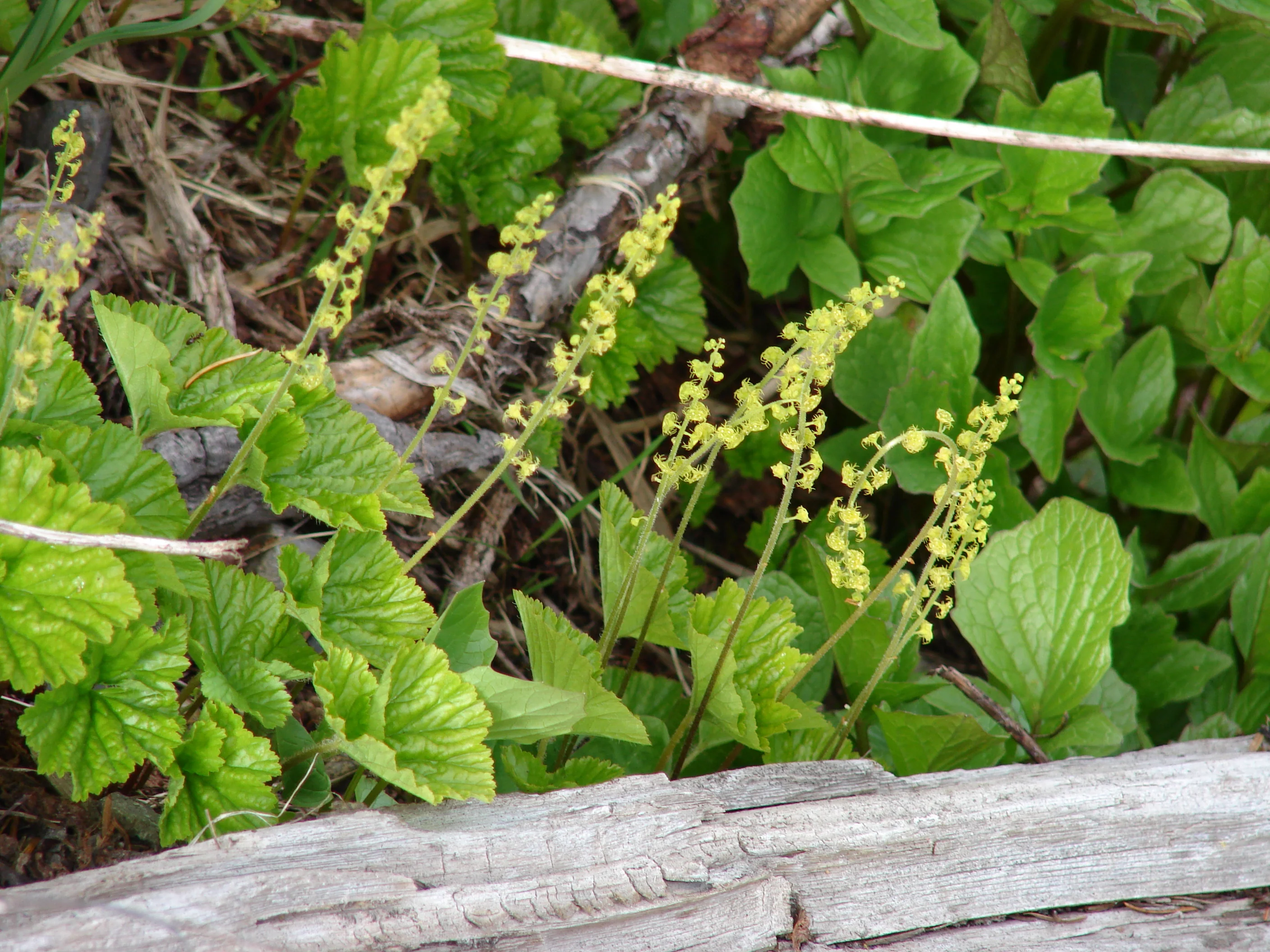 Mitella breweri <br>FEATHERY BISHOP'S CAP - Image 3