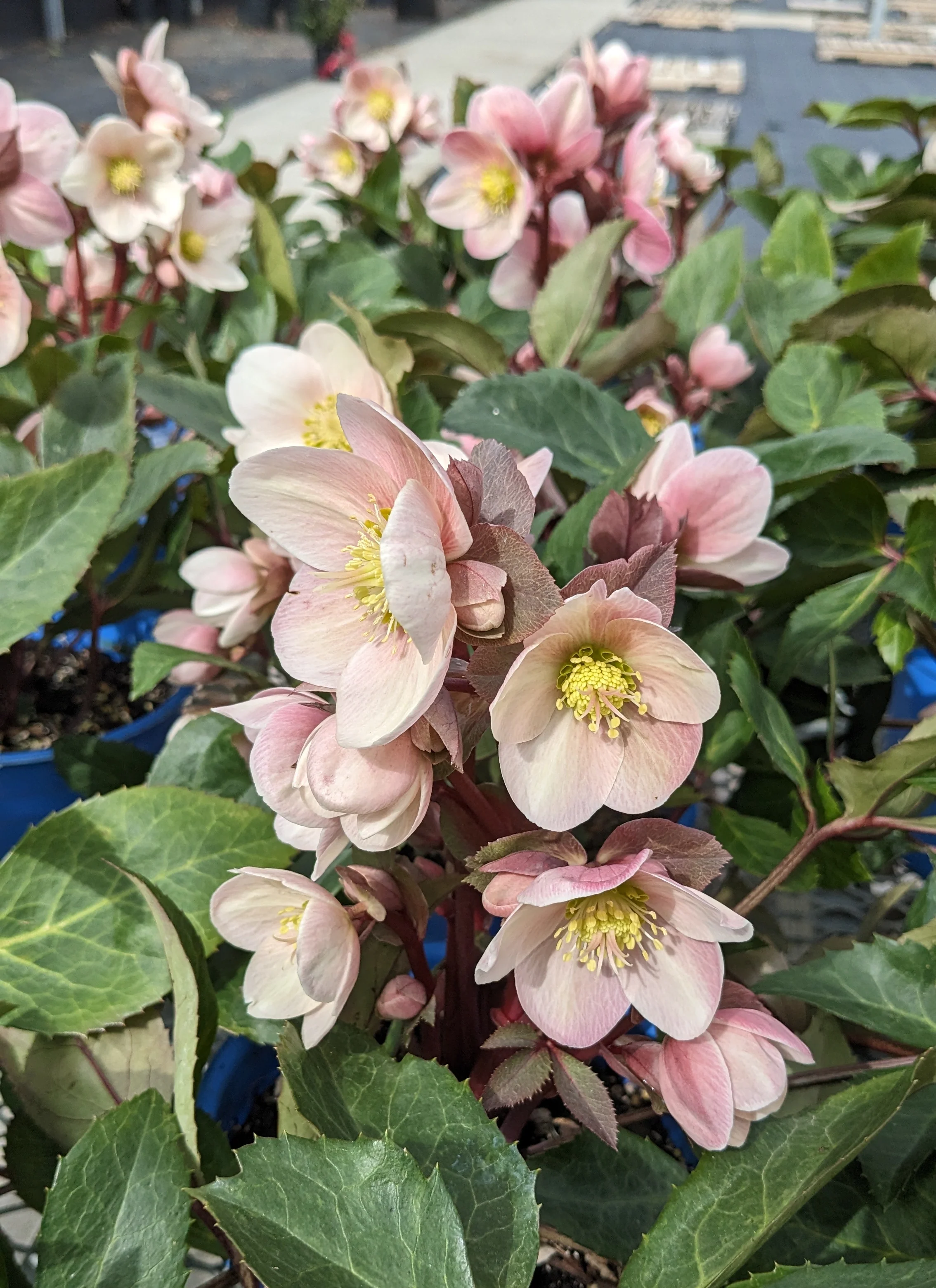 Helleborus <br>MIX CHRISTMAS ROSE - Image 13