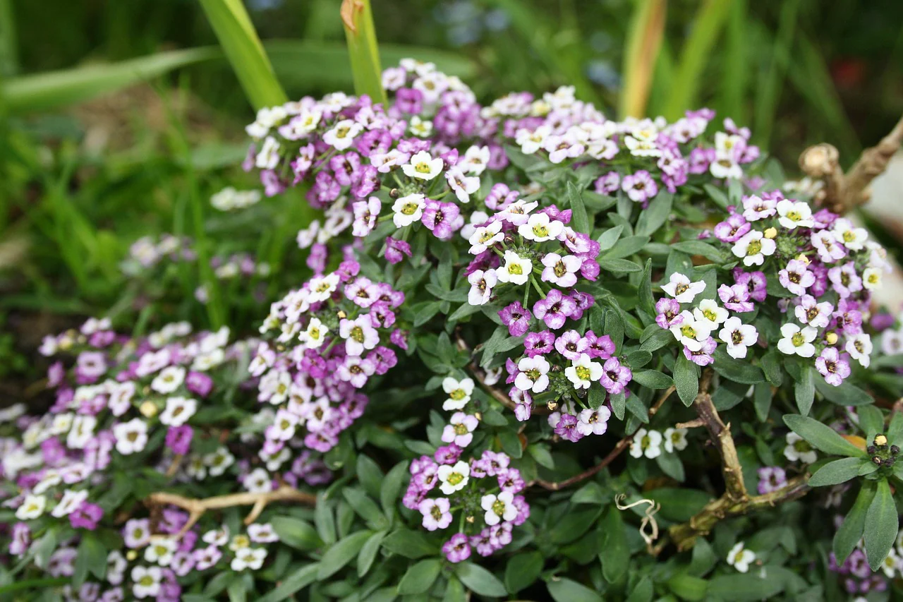 Lobularia <br>SWEET ALYSSUM MIX - Image 10