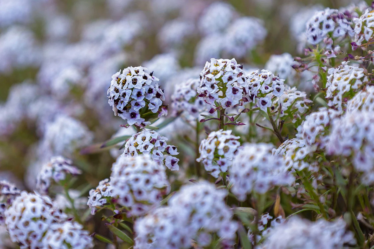 Lobularia <br>SWEET ALYSSUM MIX - Image 11