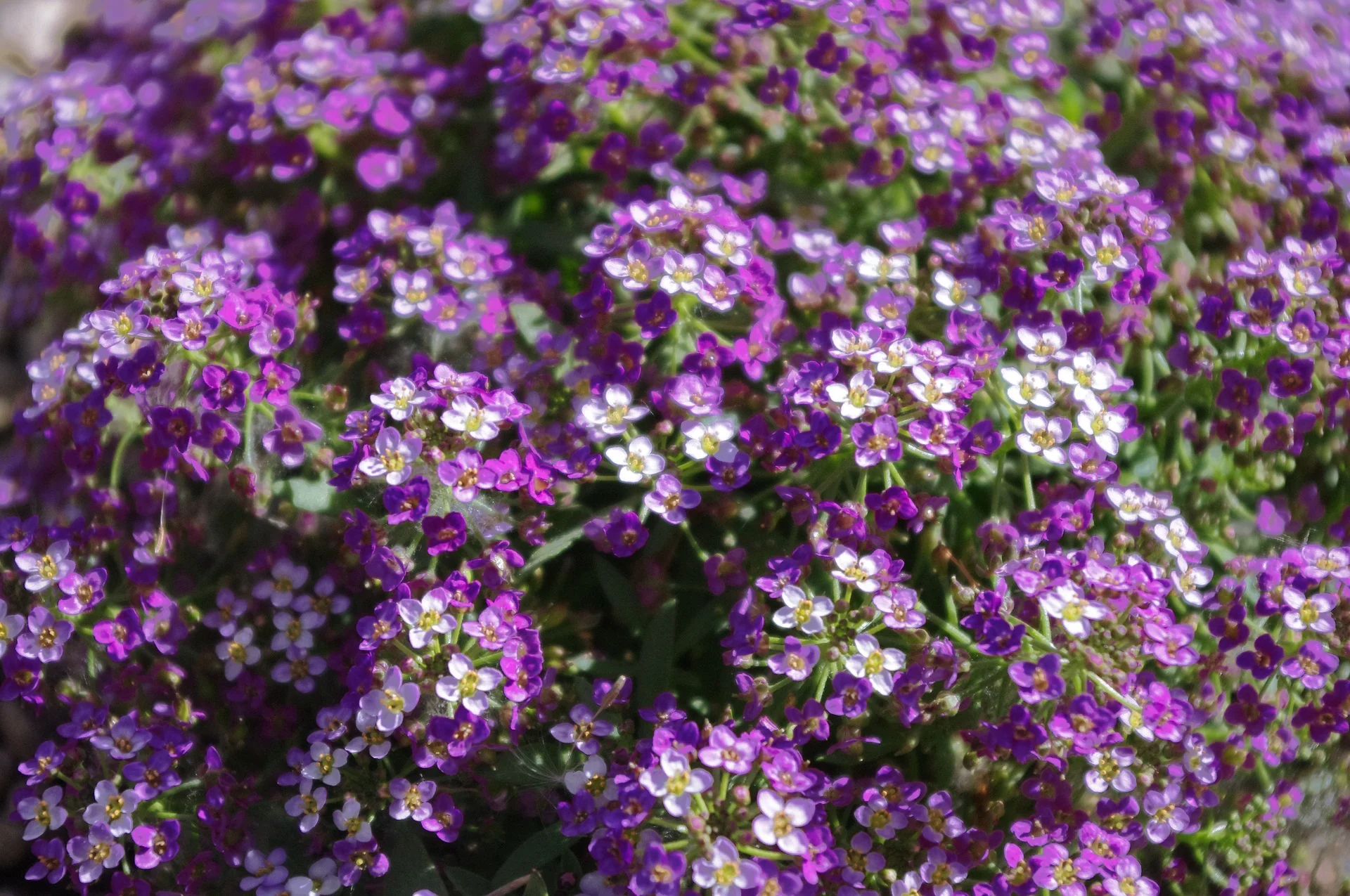 Lobularia <br>SWEET ALYSSUM MIX - Image 2
