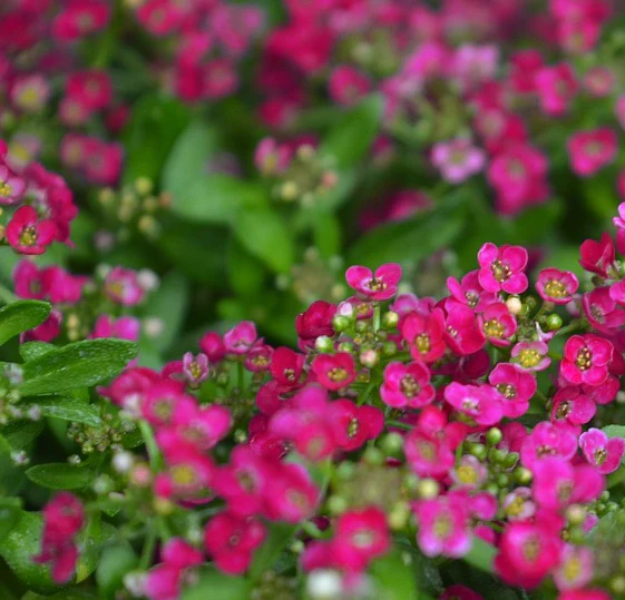 Lobularia <br>SWEET ALYSSUM MIX - Image 3