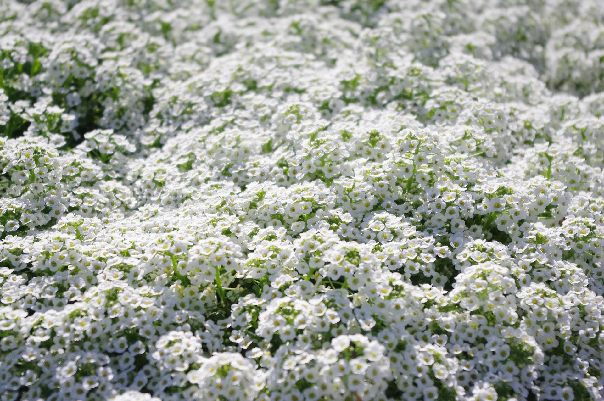 Lobularia <br>SWEET ALYSSUM MIX - Image 4