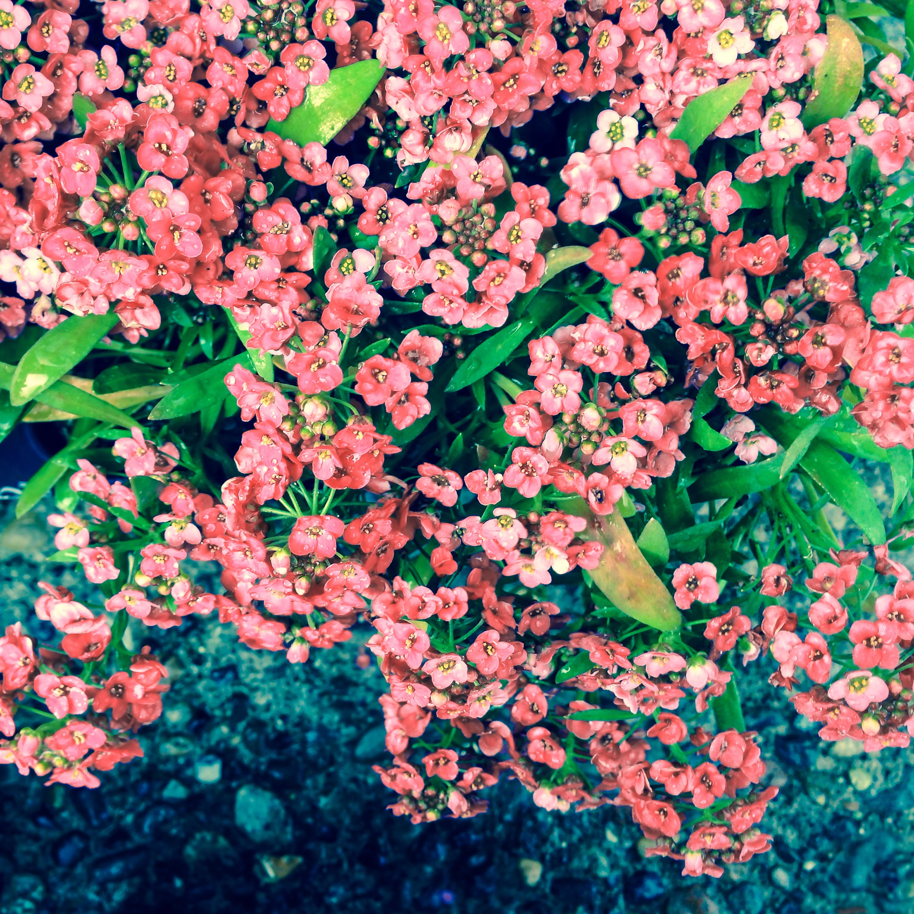 Lobularia <br>SWEET ALYSSUM MIX - Image 5