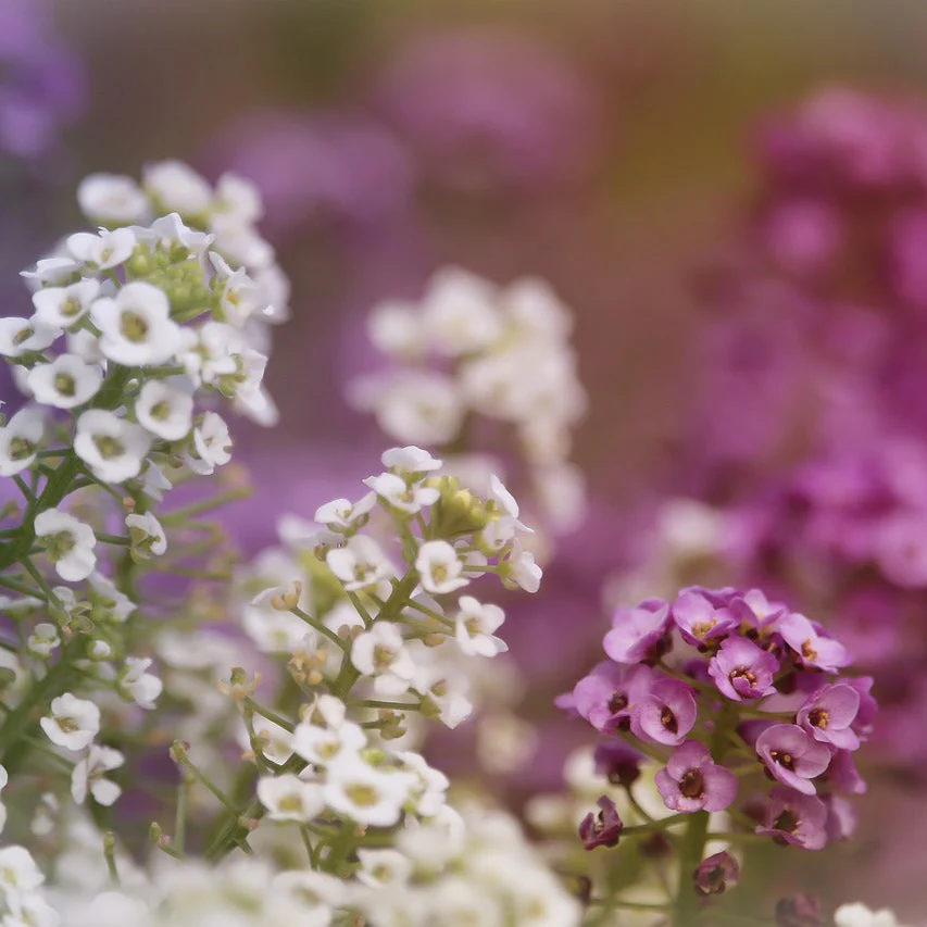 Lobularia <br>SWEET ALYSSUM MIX - Image 6