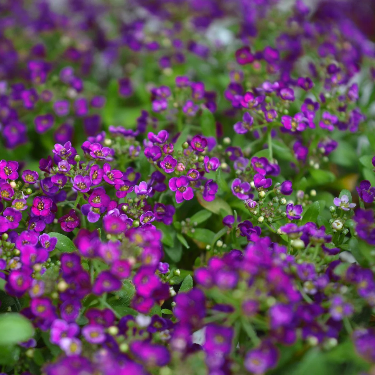 Lobularia <br>SWEET ALYSSUM MIX - Image 7