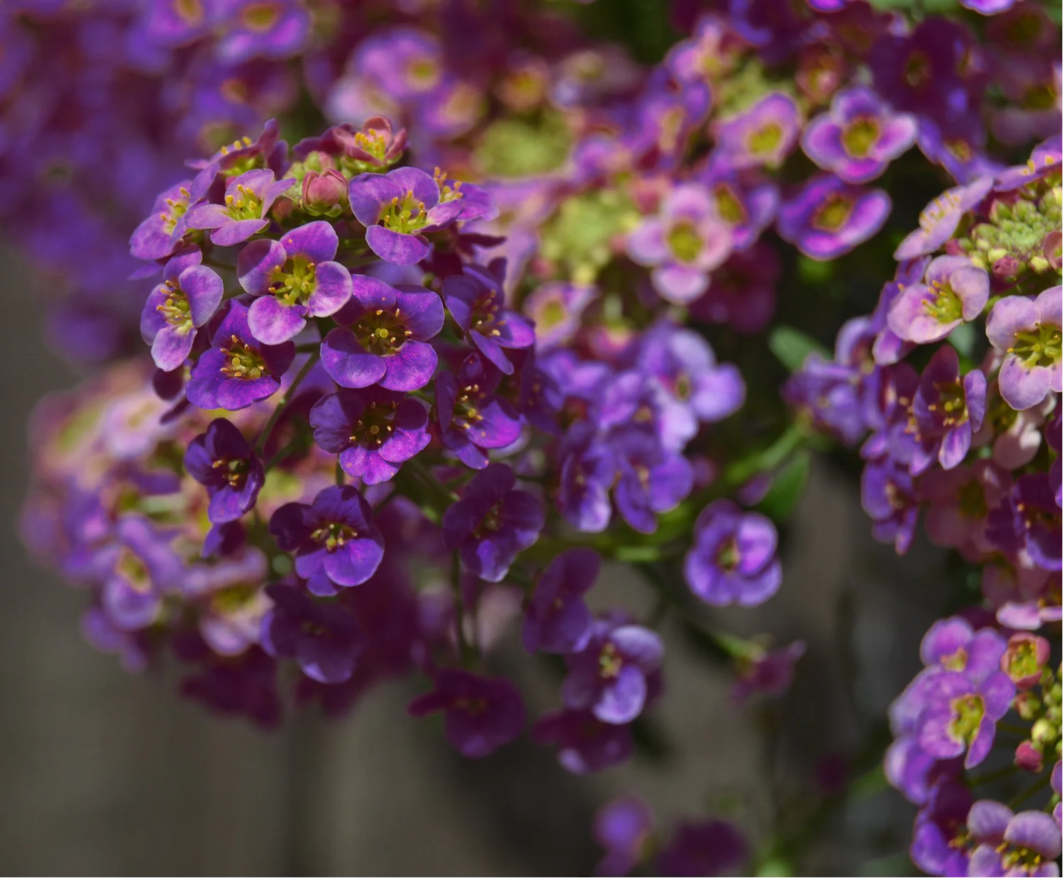 Lobularia <br>SWEET ALYSSUM MIX - Image 8