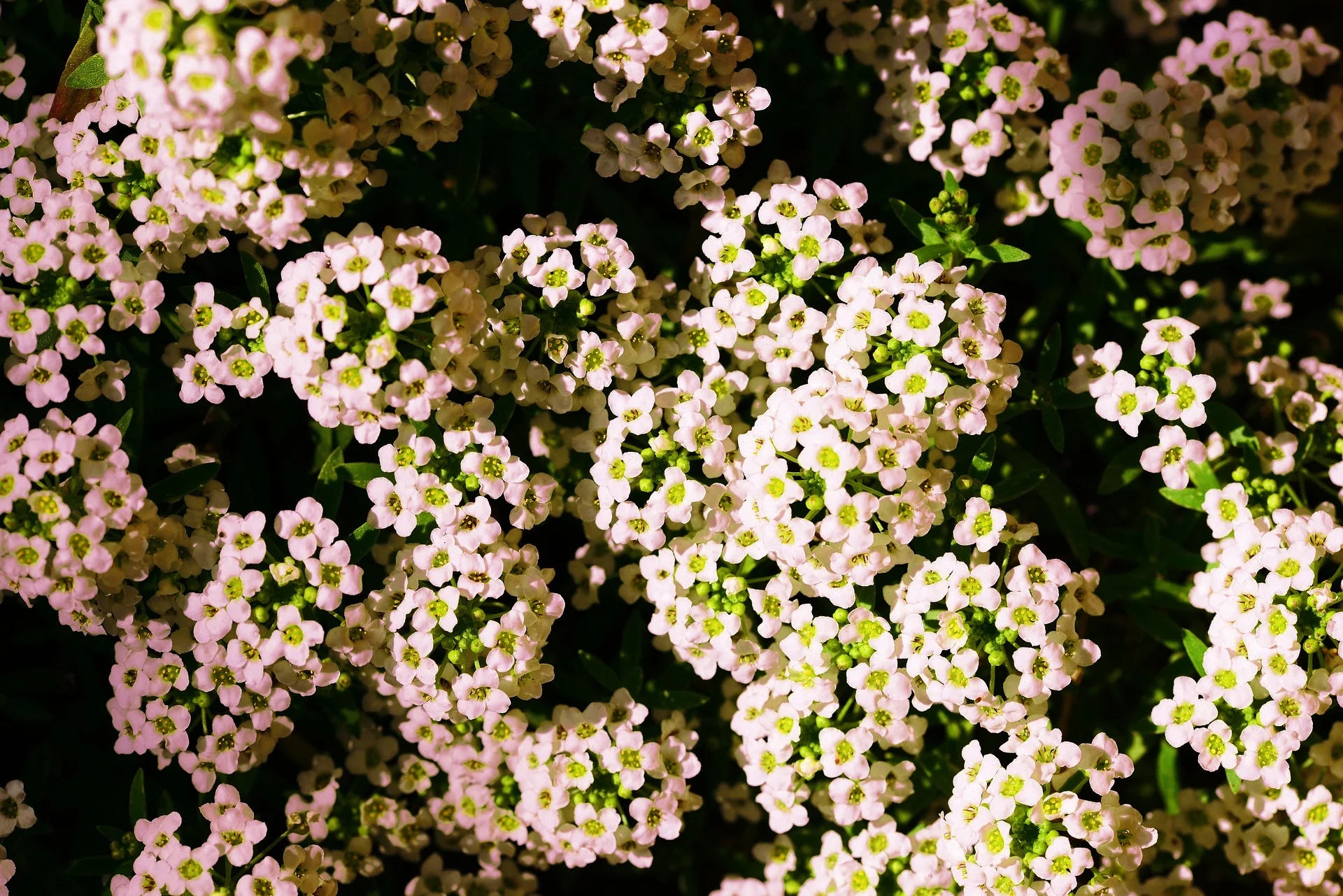 Lobularia <br>SWEET ALYSSUM MIX - Image 9