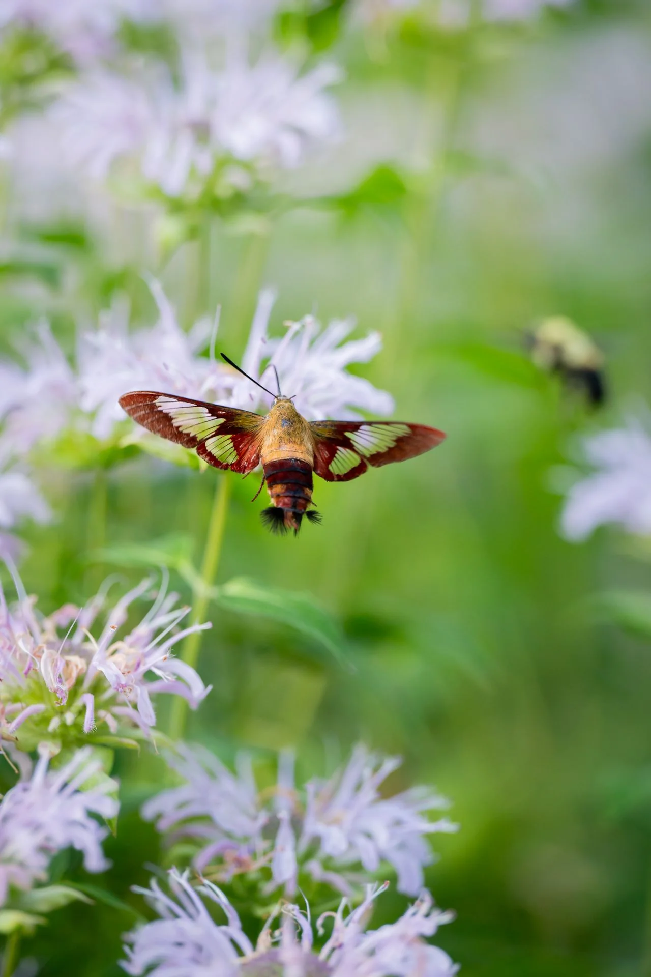 Monarda didyma <br>MONARDA, BEE BALM, BERGAMOT MIX - Image 12