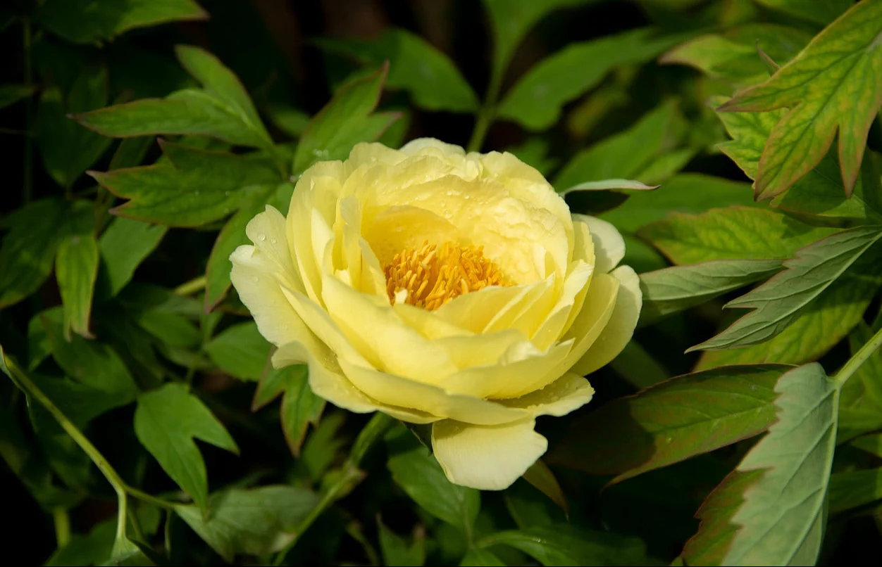Paeonia <br>TREE PEONY MIX - Image 15