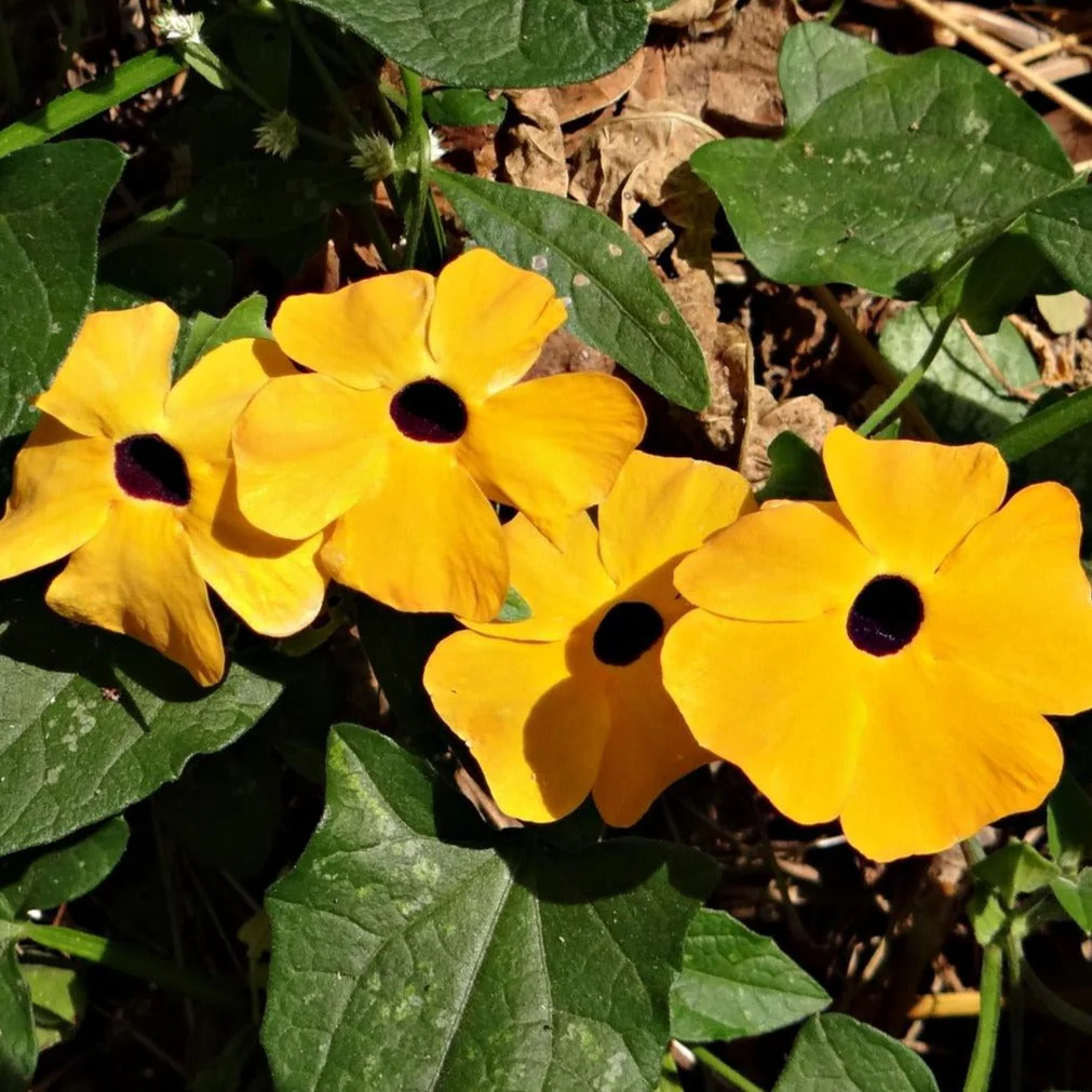 Thunbergia <br>BLACK-EYED SUSAN VINE