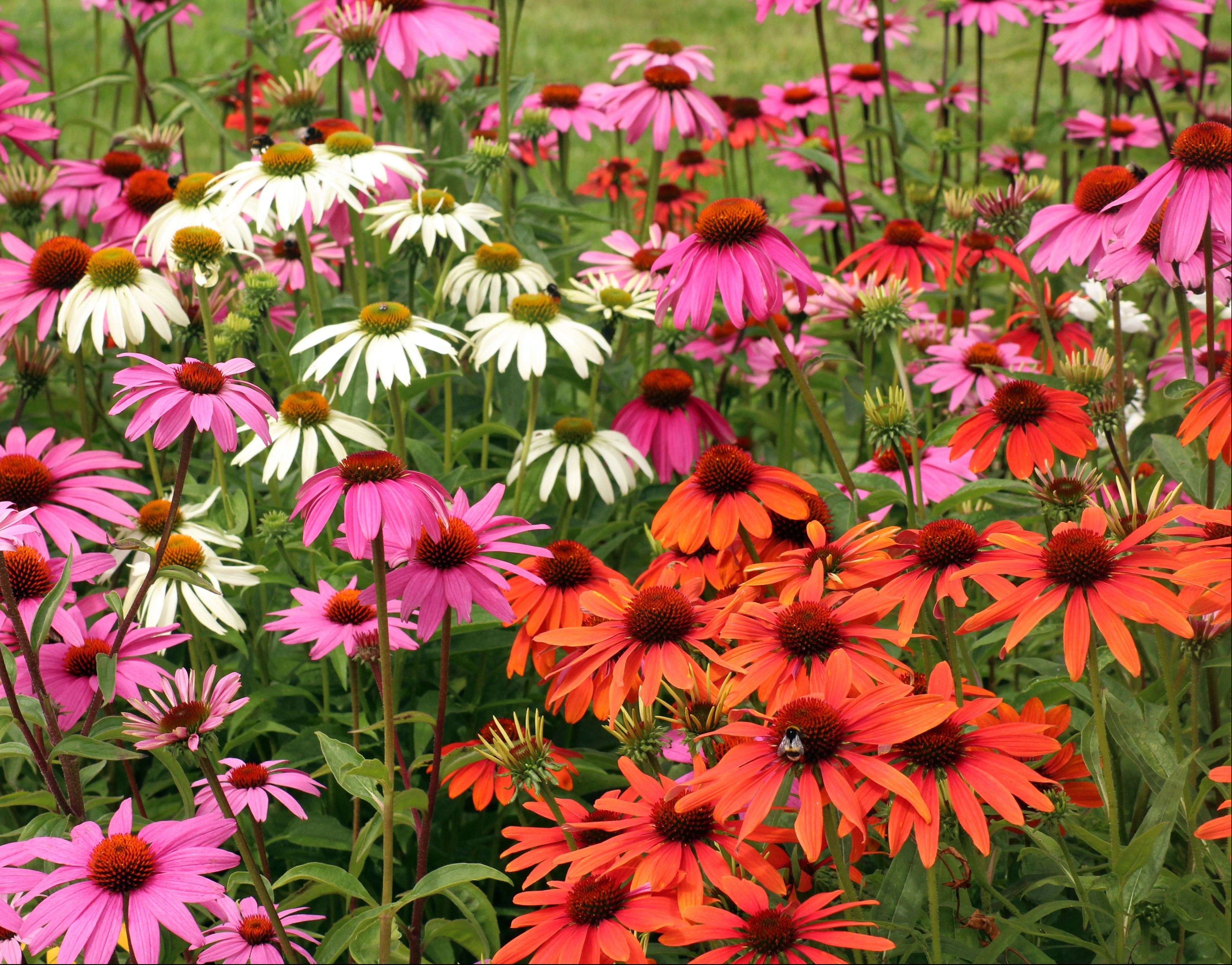 Echinacea <br>CONEFLOWER MIXED COLOURS CHEYENNE