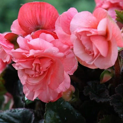 Begonia tuberhybrida <br>BEGONIA MOCCA MIX - Image 3