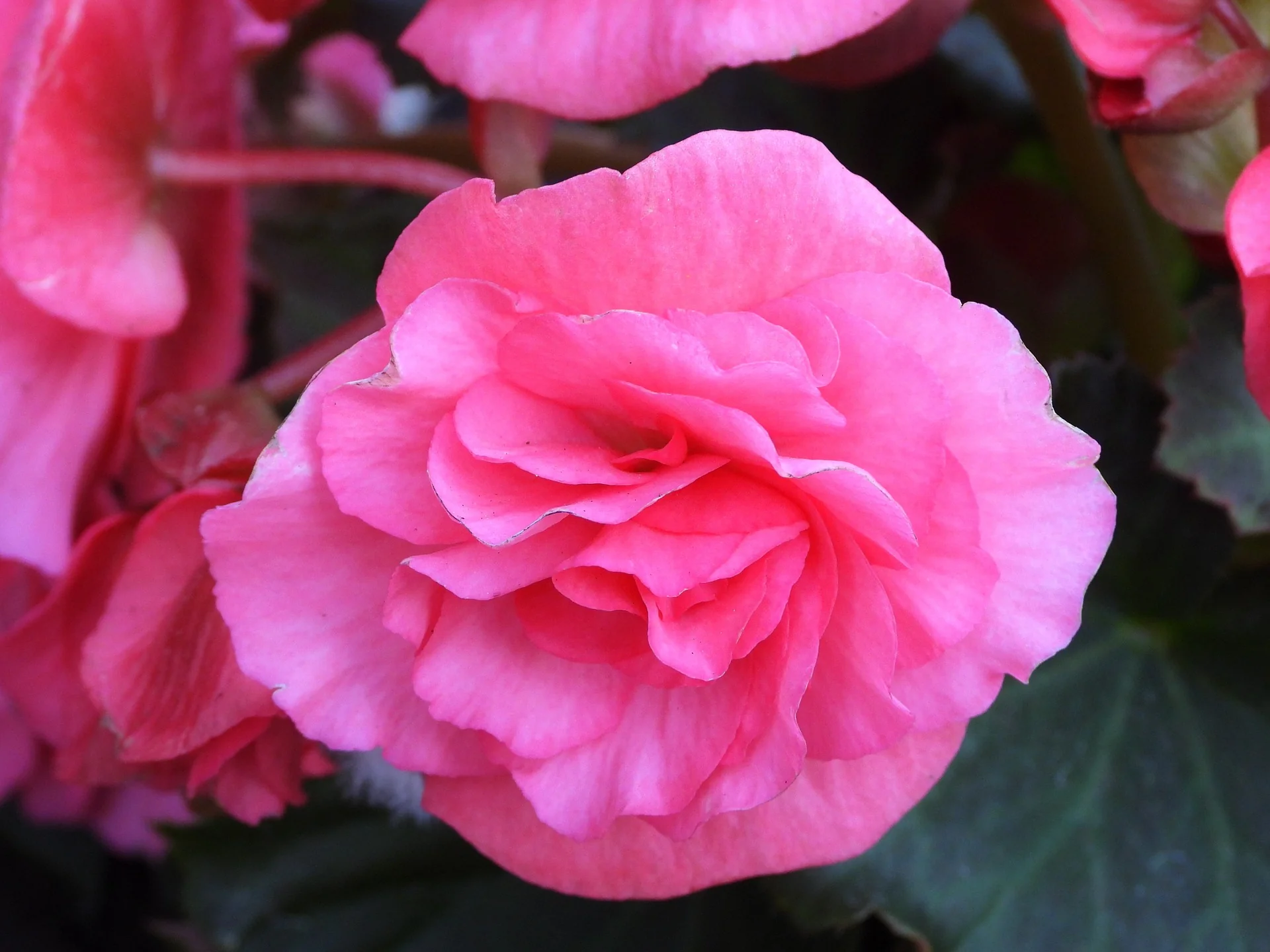 Begonia tuberhybrida <br>BEGONIA MOCCA MIX - Image 6