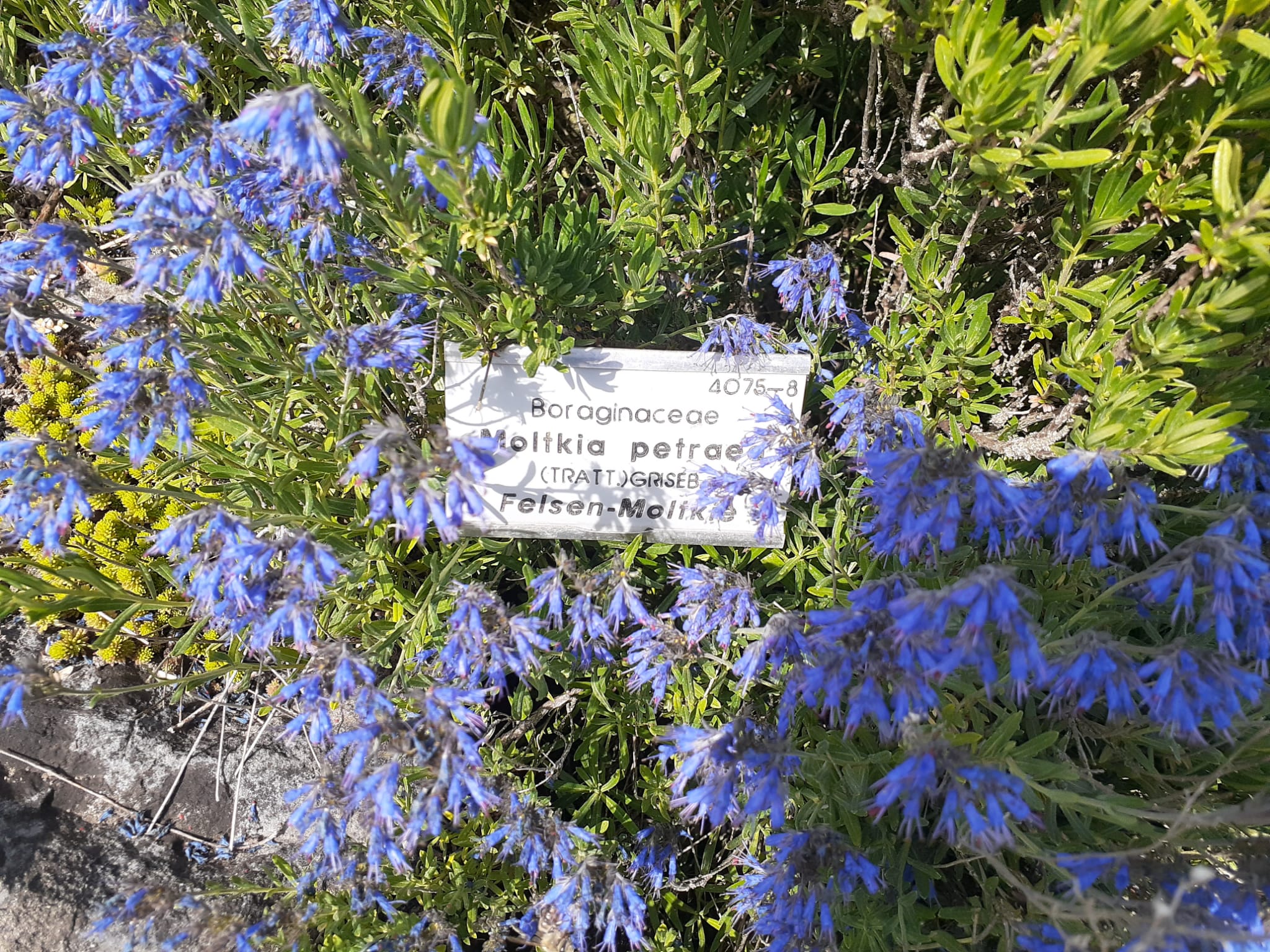 Moltkia petraea <br>CROATIAN BORAGE