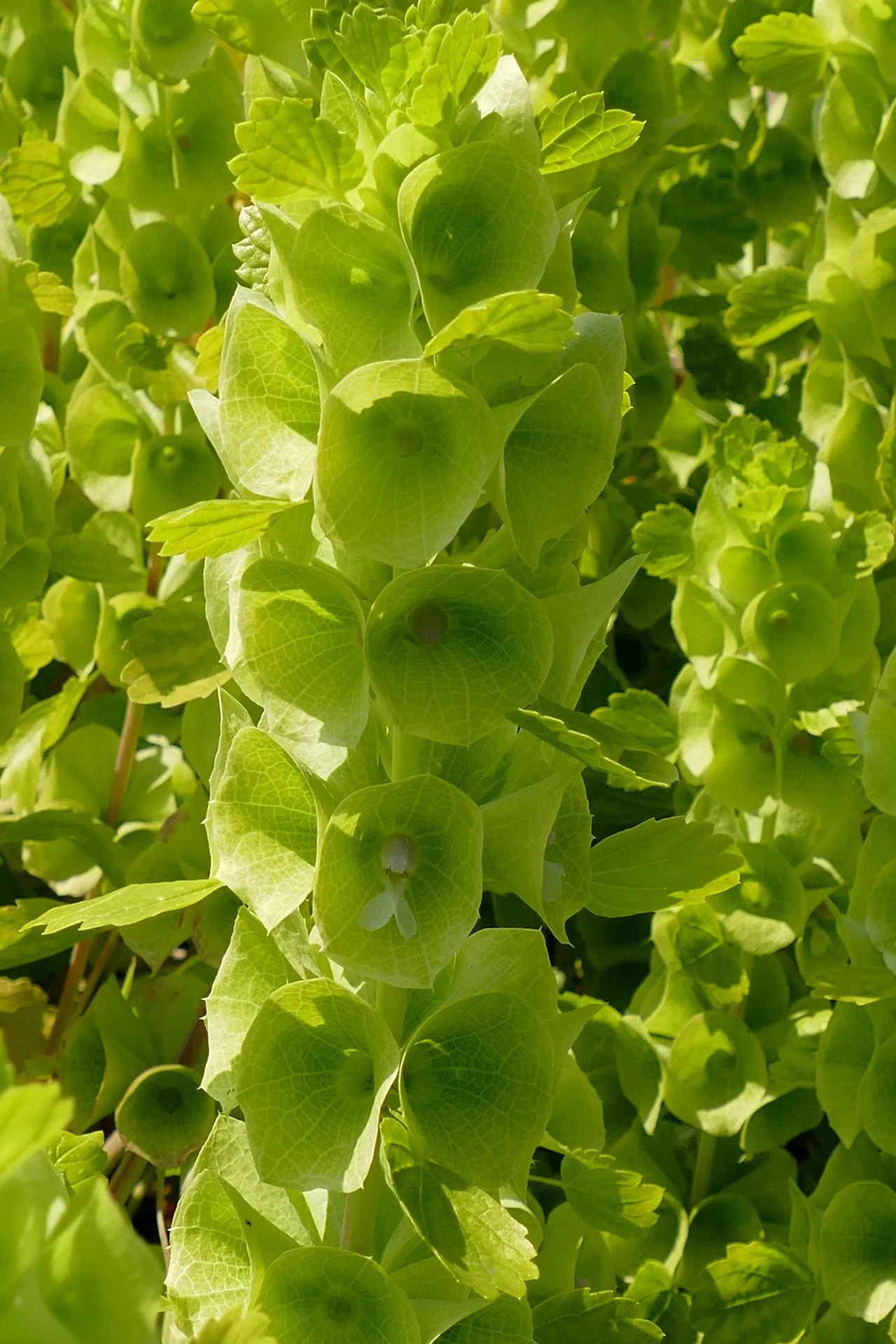 Molucella laevis <br>BELLS OF IRELAND