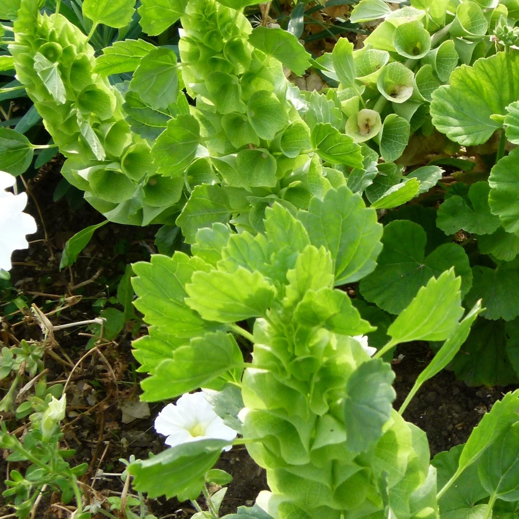 Molucella laevis <br>BELLS OF IRELAND - Image 2