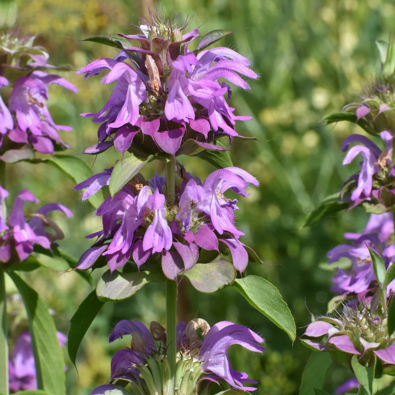 Monarda lambada <br>BEE BALM LAMBADA
