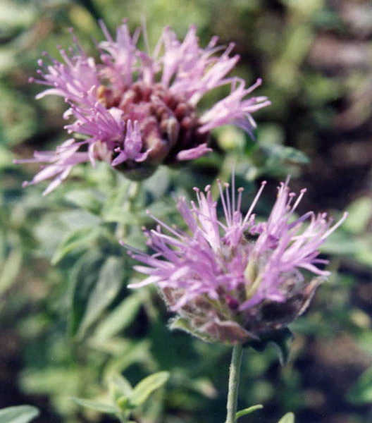 Flowers For Butterflies & Pollinators
