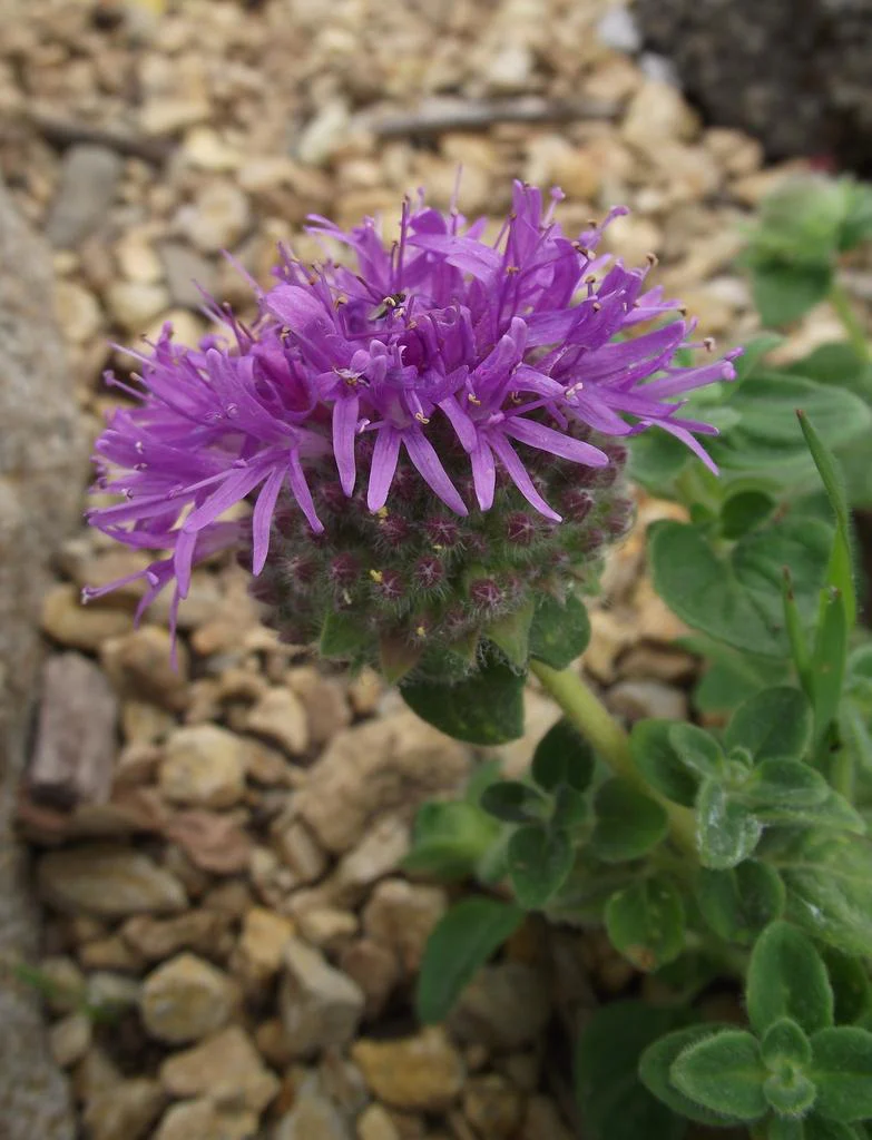 Monardella odoratissima <br>MOUNTAIN PENNYROYAL, COYOTE MINT - Image 3