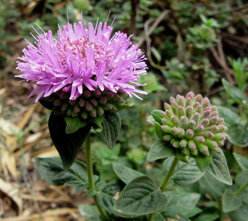 Monardella odoratissima <br>MOUNTAIN PENNYROYAL, COYOTE MINT - Image 4