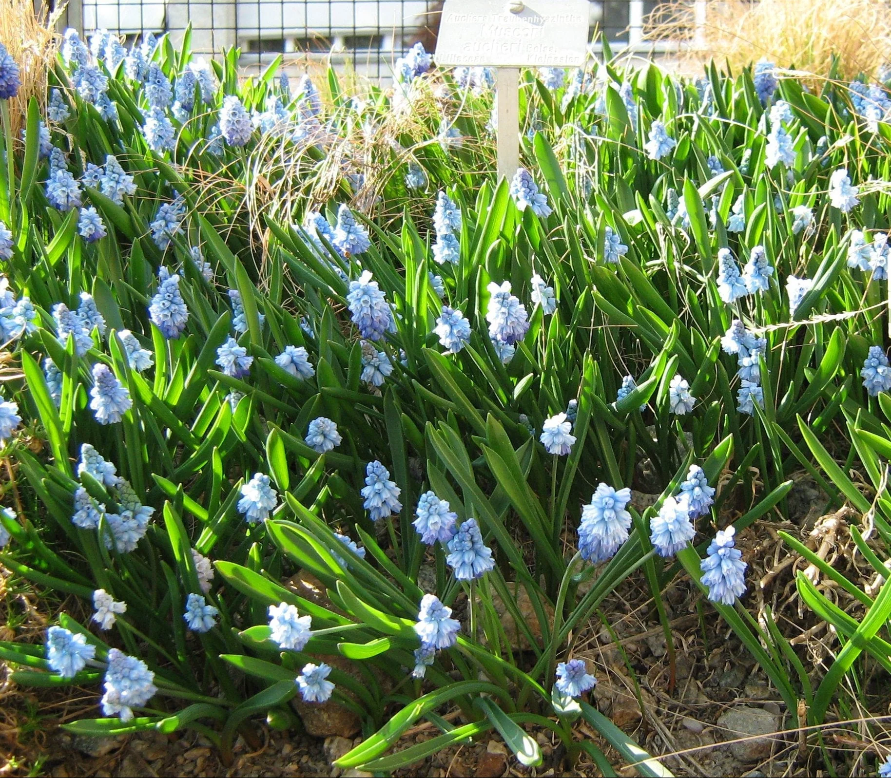 Muscari azureum <br>AZURE GRAPE HYACINTH