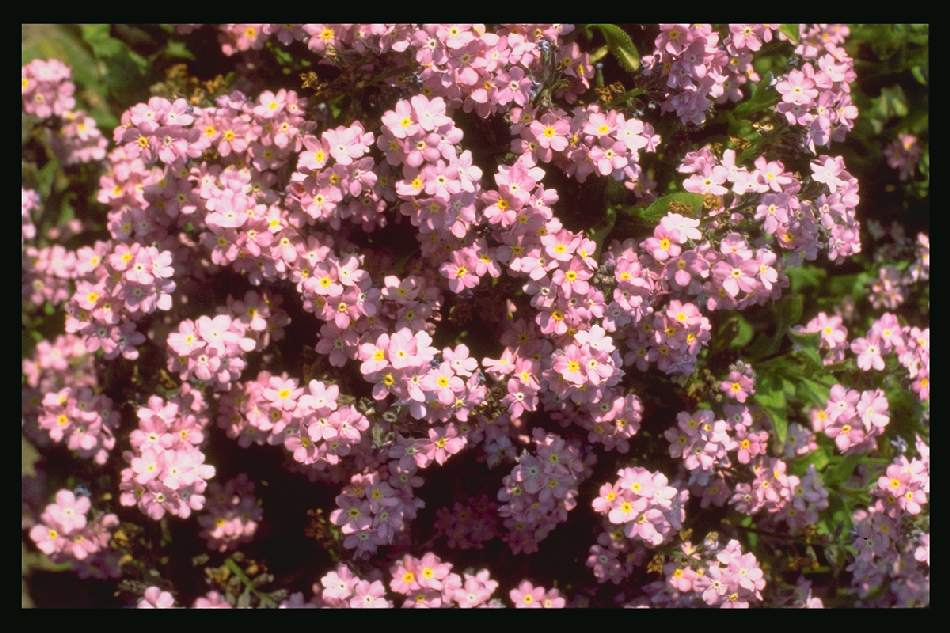 Myosotis sylvatica <br>FORGET ME NOT PINK ROSYLVA - Image 2