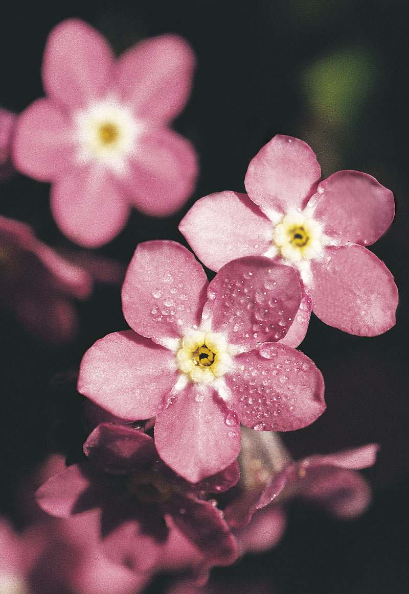 Myosotis sylvatica <br>FORGET ME NOT PINK ROSYLVA - Image 3