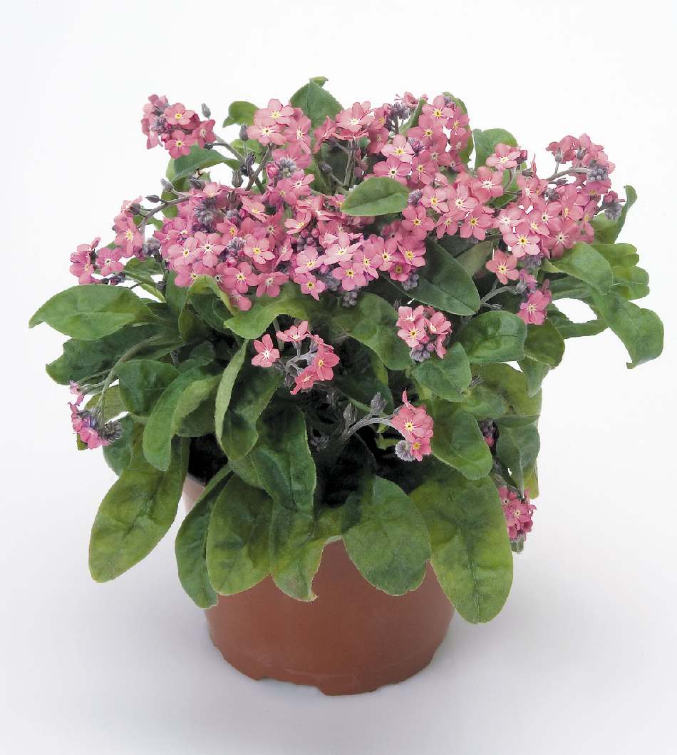 Myosotis sylvatica <br>FORGET ME NOT PINK ROSYLVA - Image 4