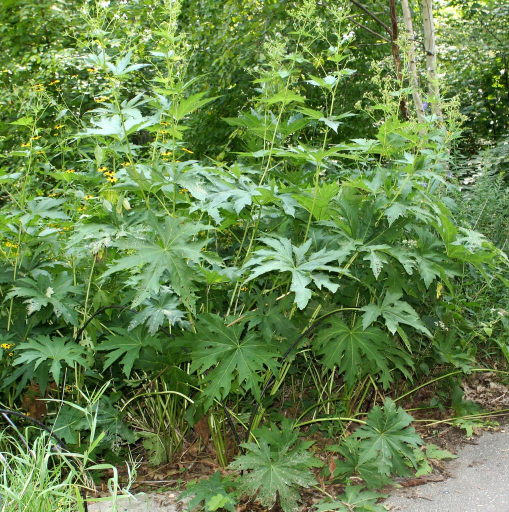 Napaea dioica <br>GLADE MALLOW