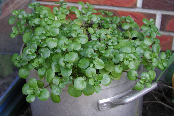 Nasturtium officinale <br>WATERCRESS