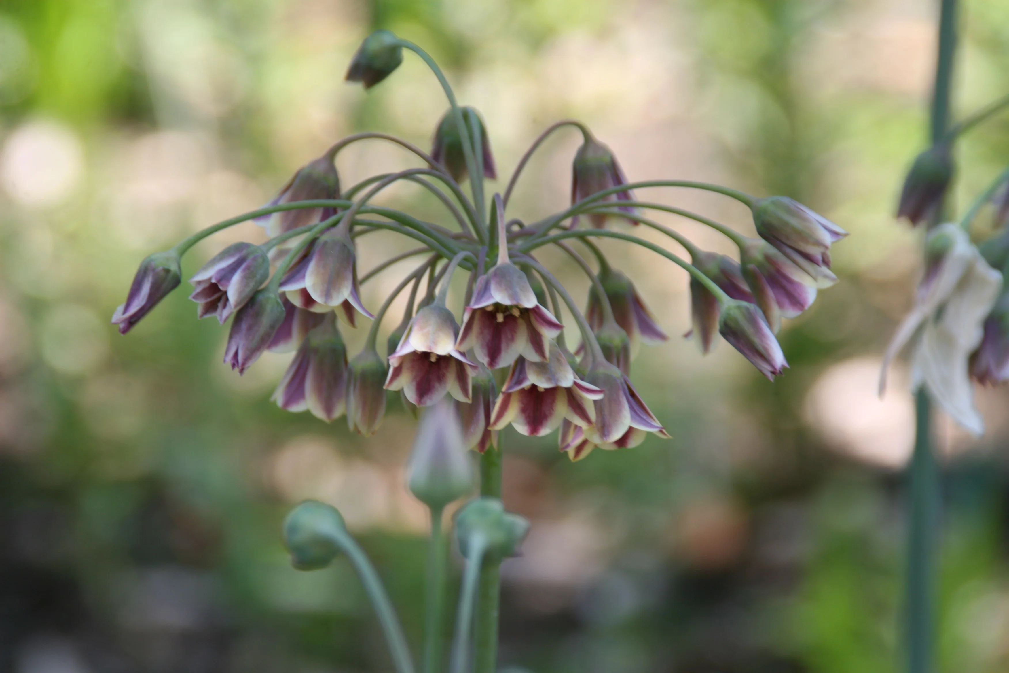 Nectaroscordum siculum, Allium <br>MEDITERRANEAN BELLS, SICILIAN HONEY GARLIC - Image 2